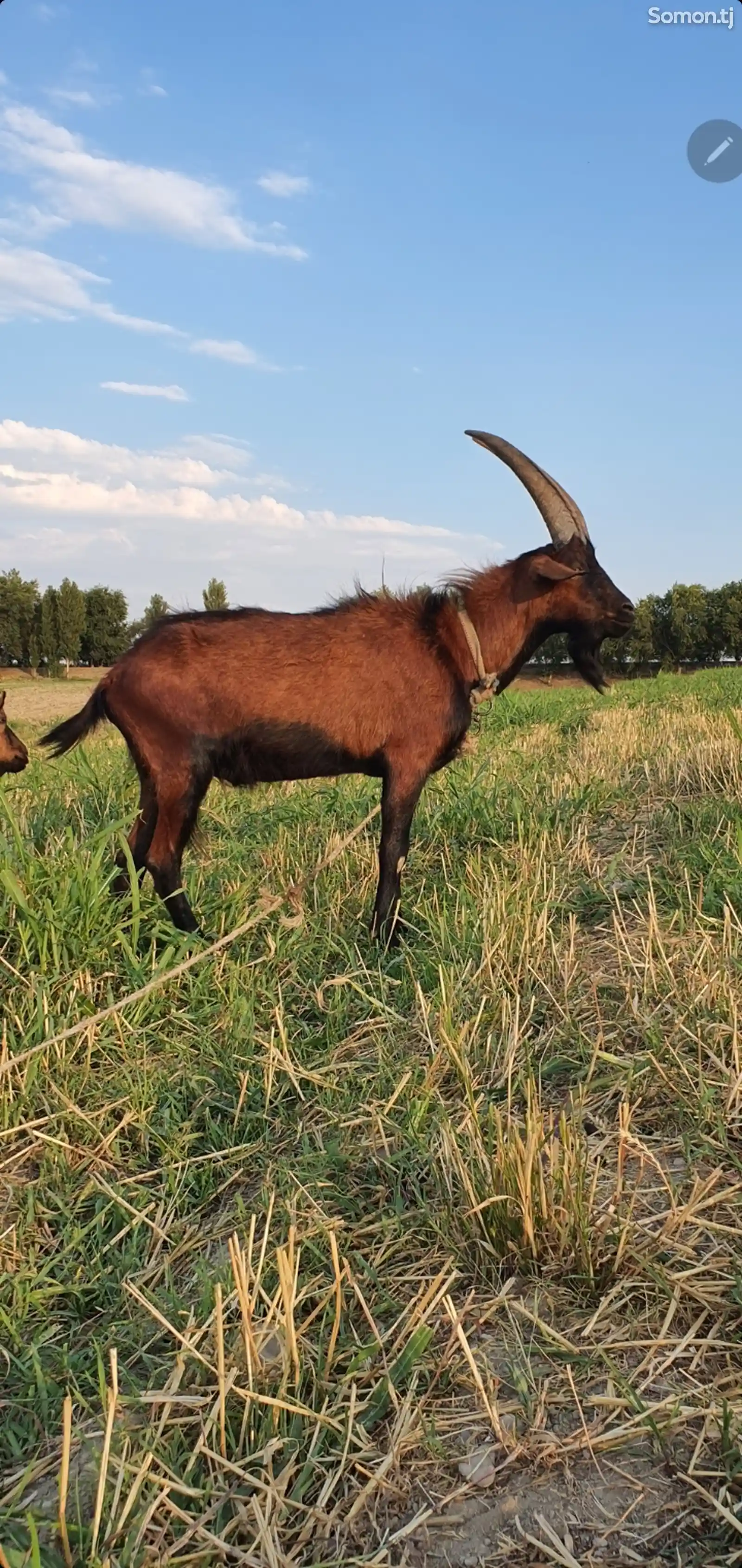 Альпийские козы-6