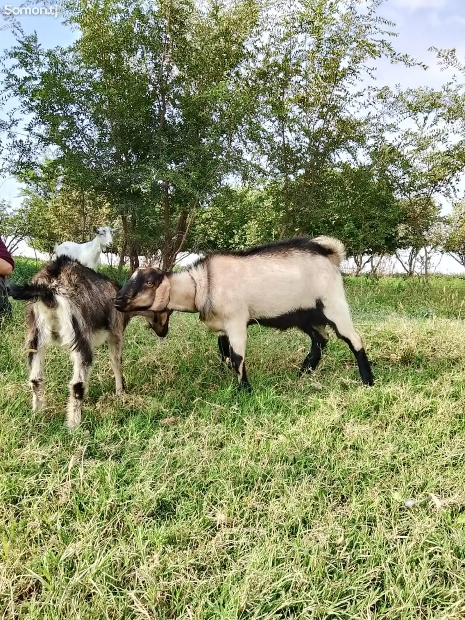 Такаи алпийски-2