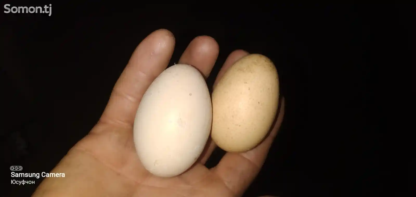 Яйца для инкубации О Шамо-3