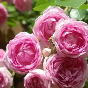 Роза жасмина плетистая