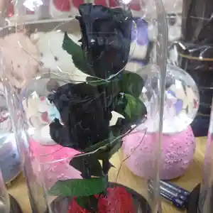 Японская живая чёрная роза