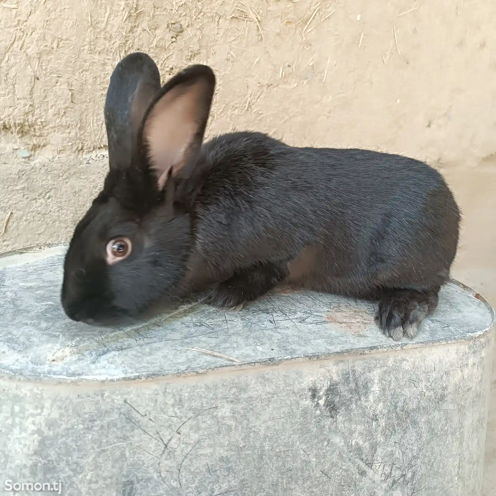 Кролик самец-1