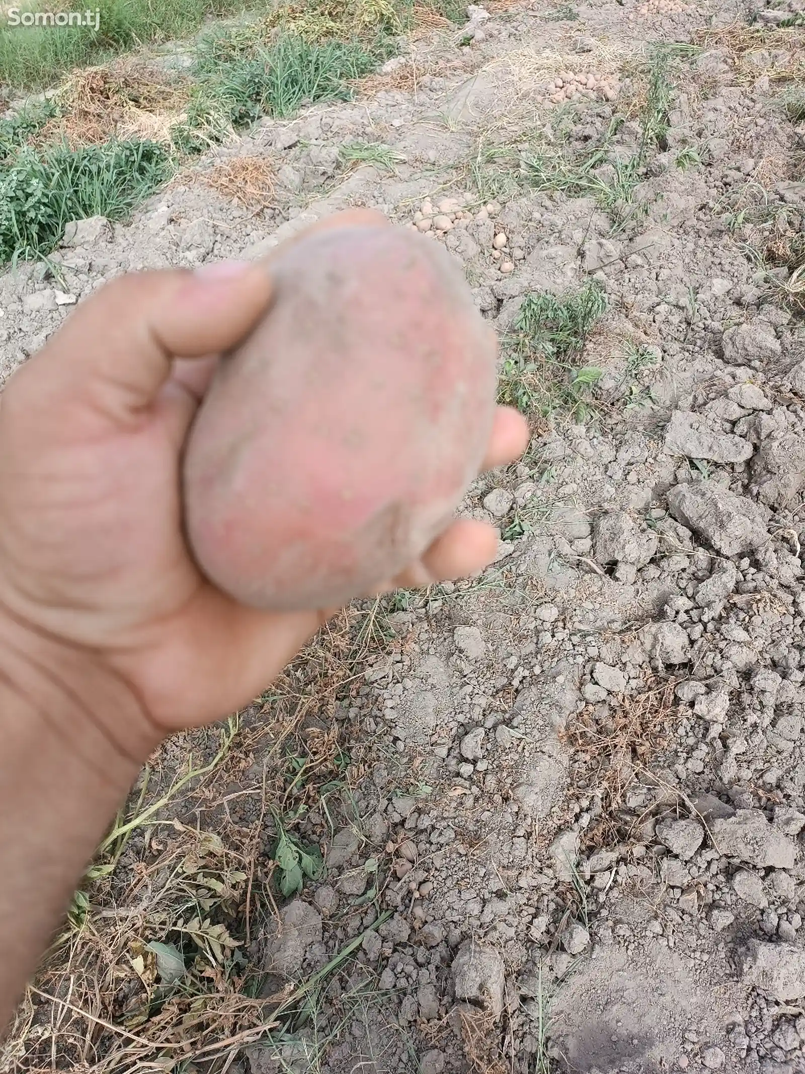 Картошка-1