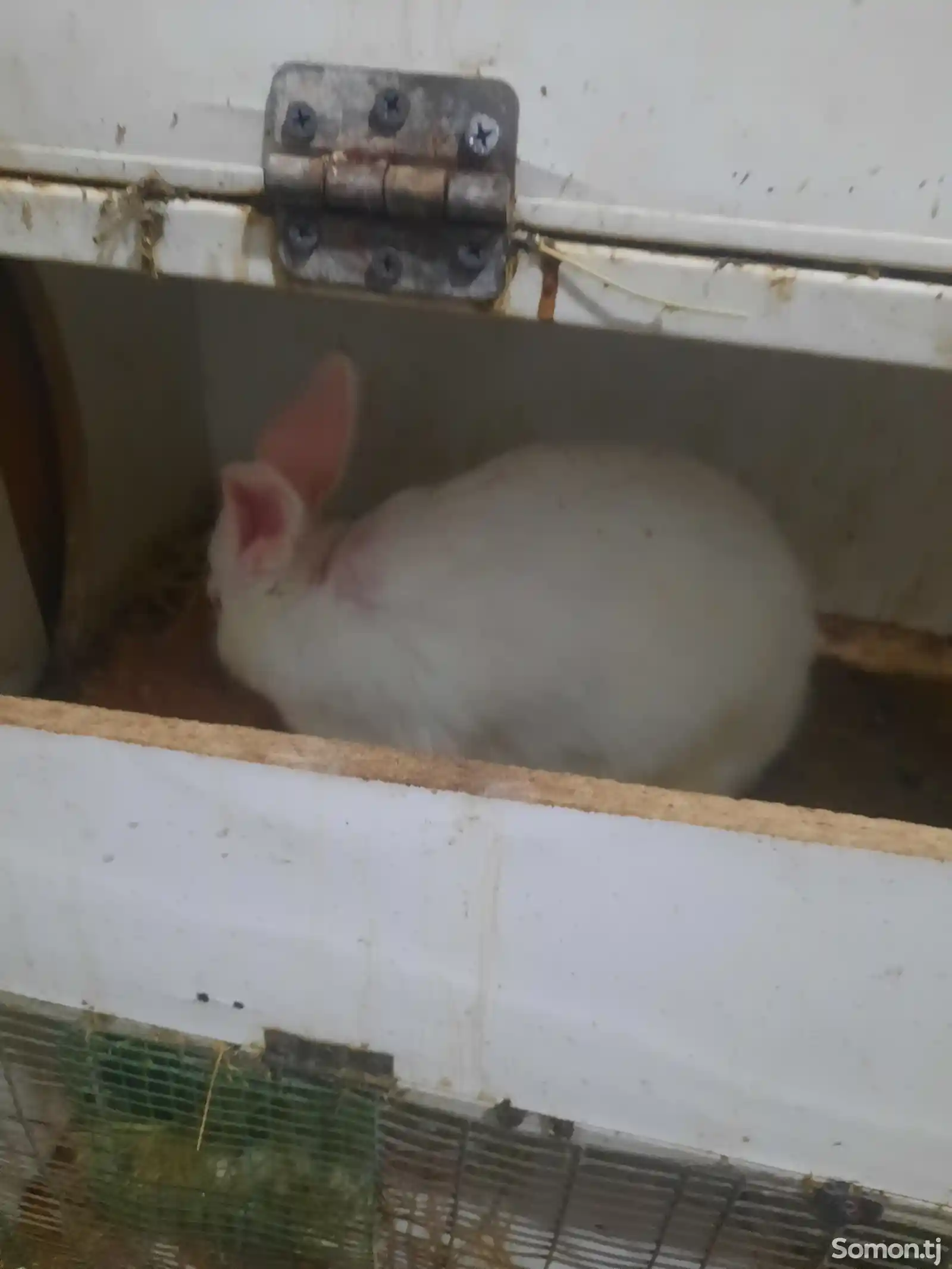Кролики порода хиколь-8