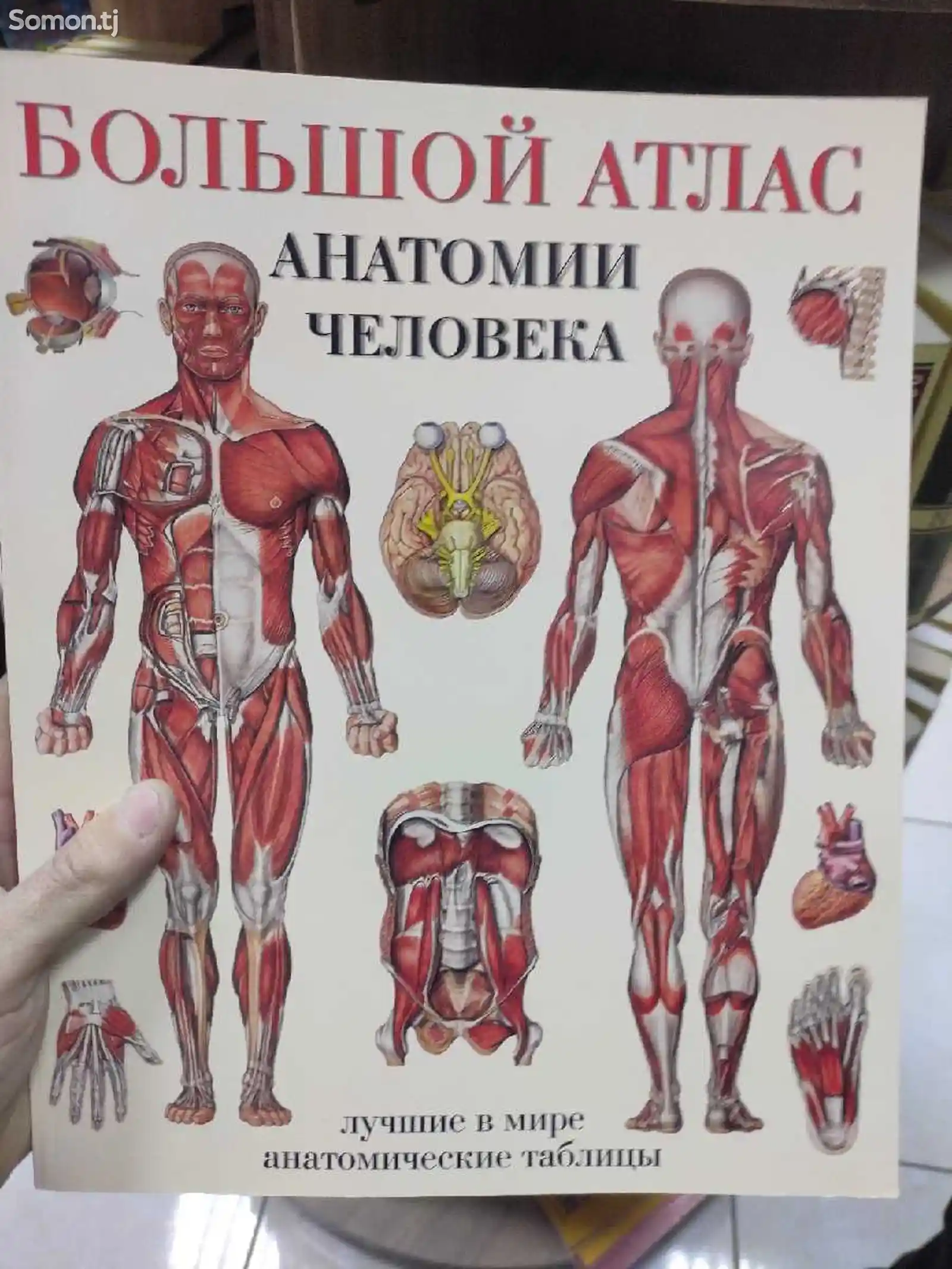 Анатомия человека-1