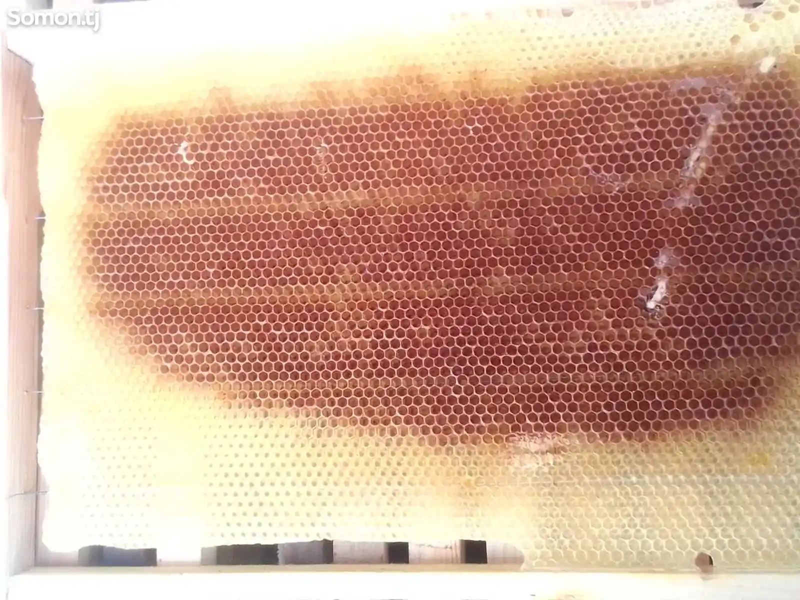 Пчелиная рамка-4