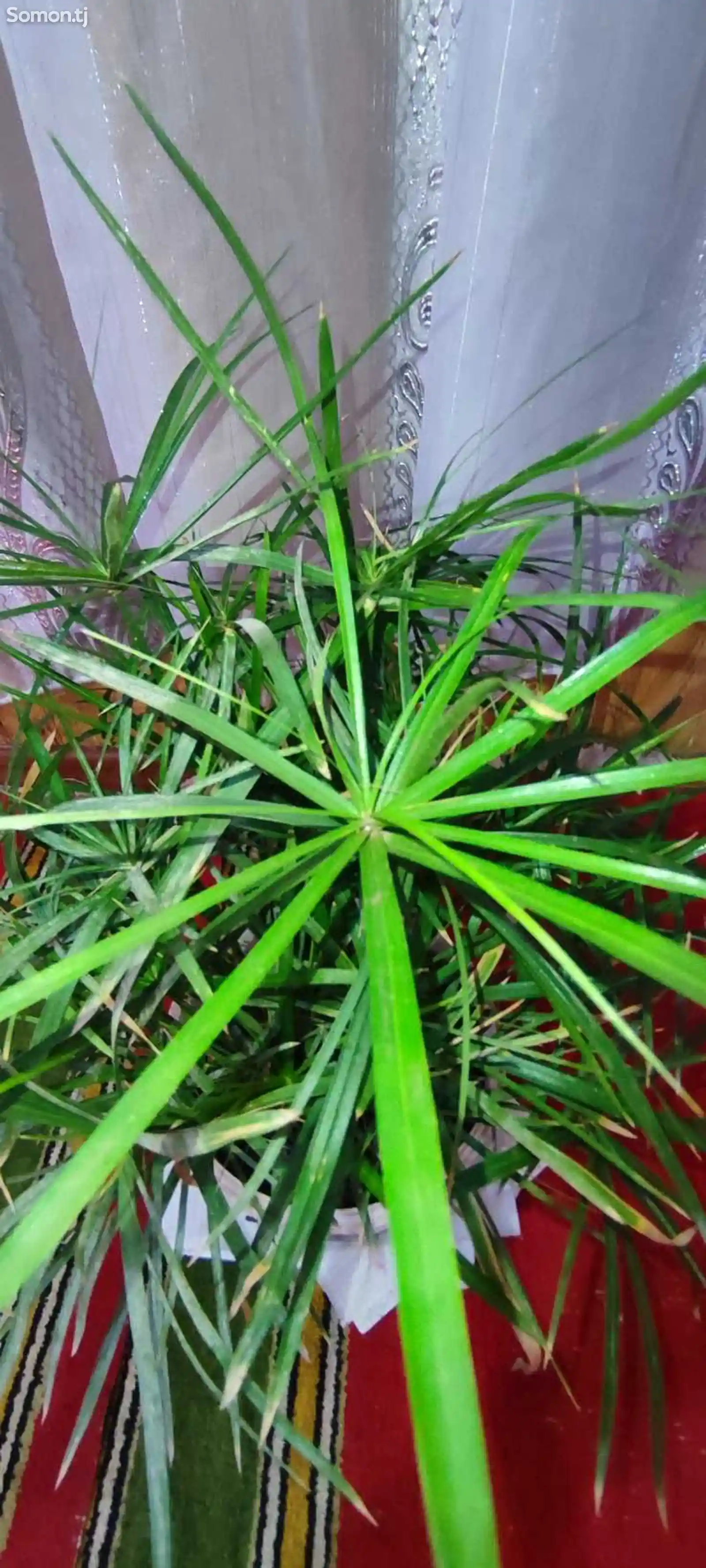 Комнатное растение Циперус-5
