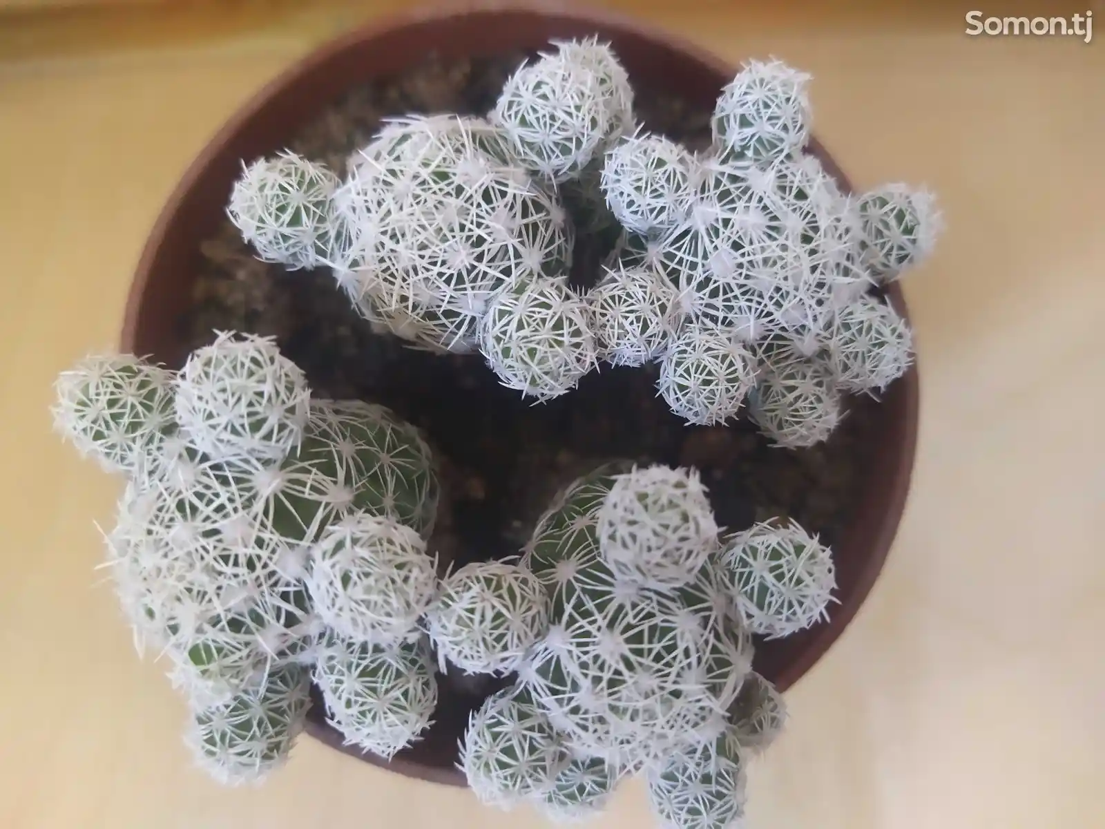 Кактус Mammillaria gracilis fragilis-1