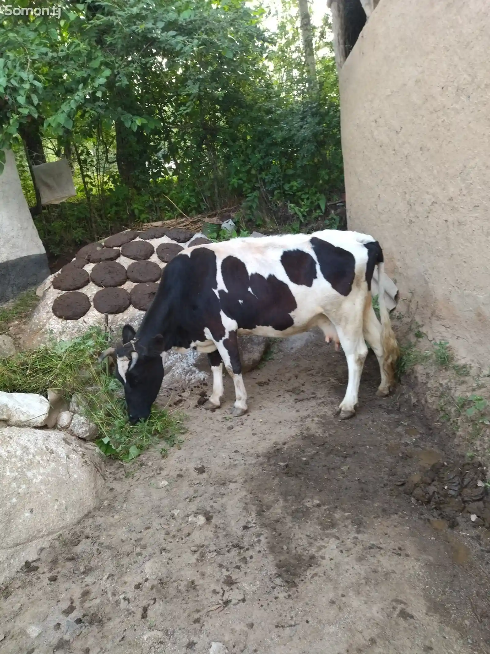 Голштинская порода коров-4