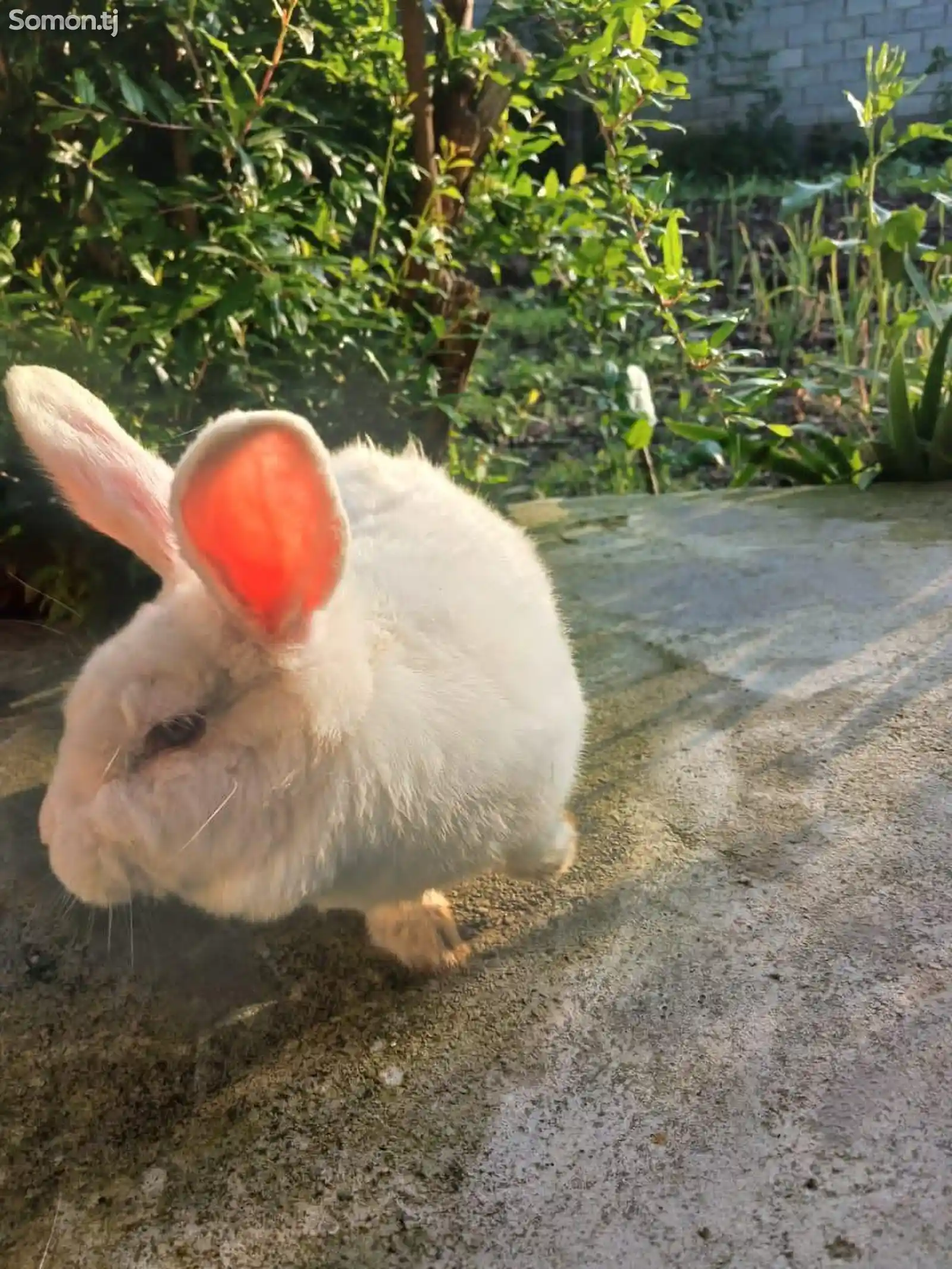 Кролик Новозеландский-2