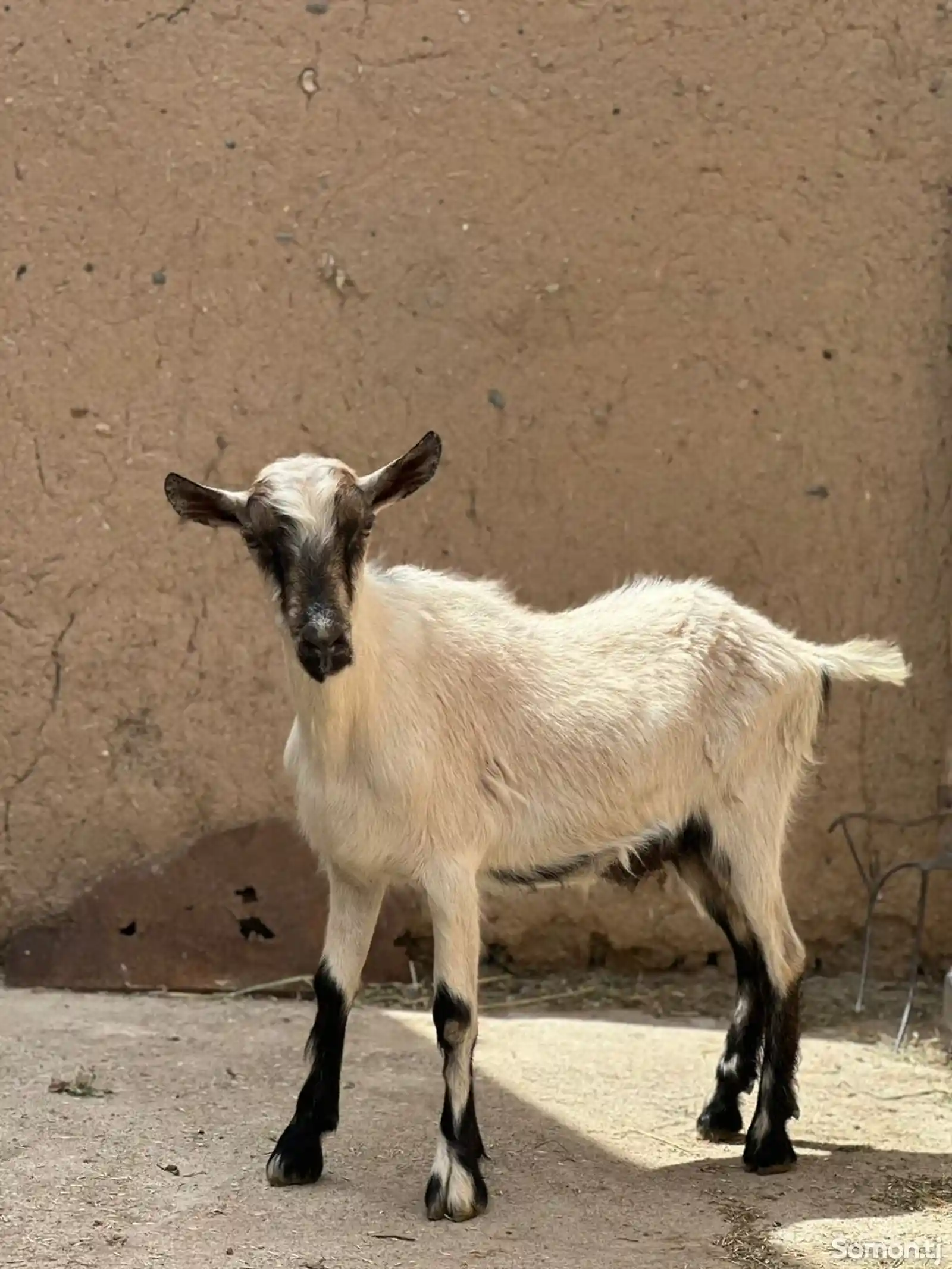 Зааненские козы-1