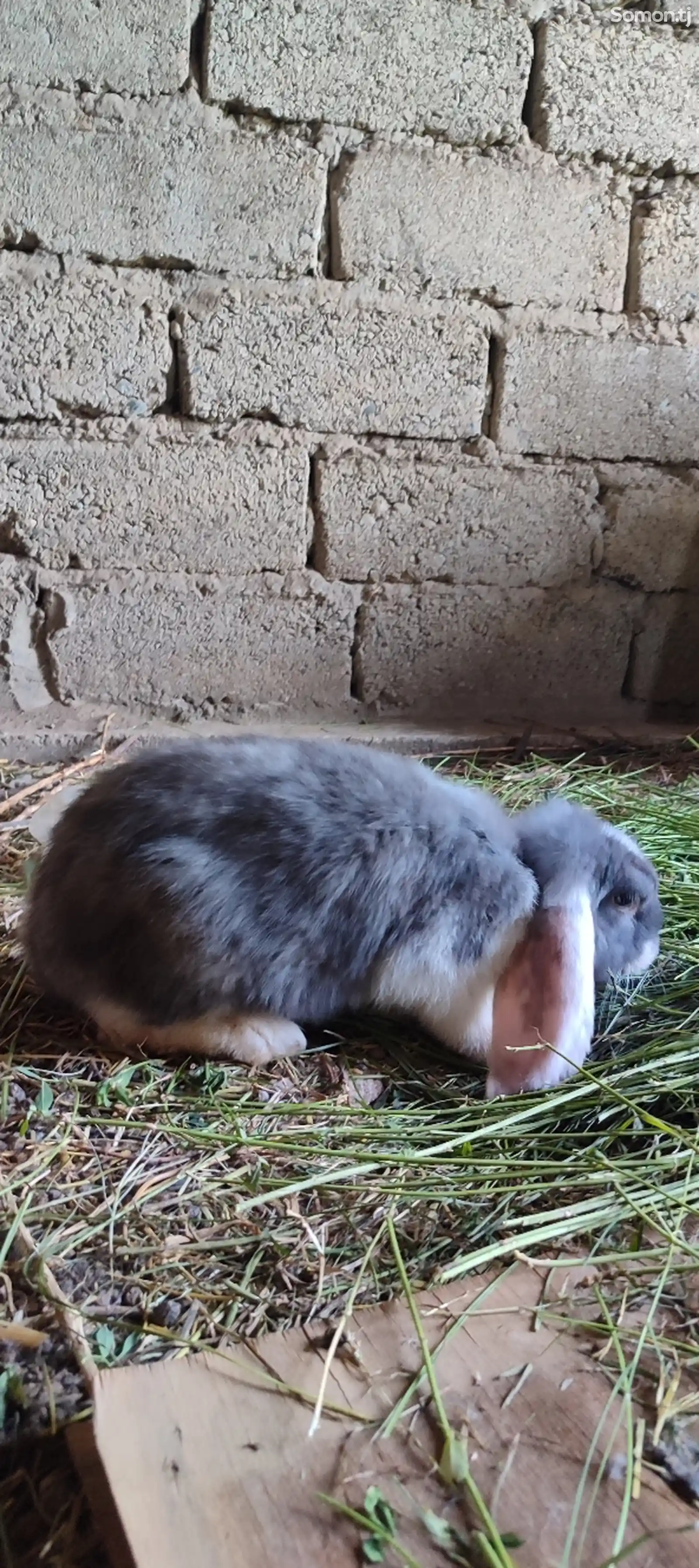 Кролик французский баран-2
