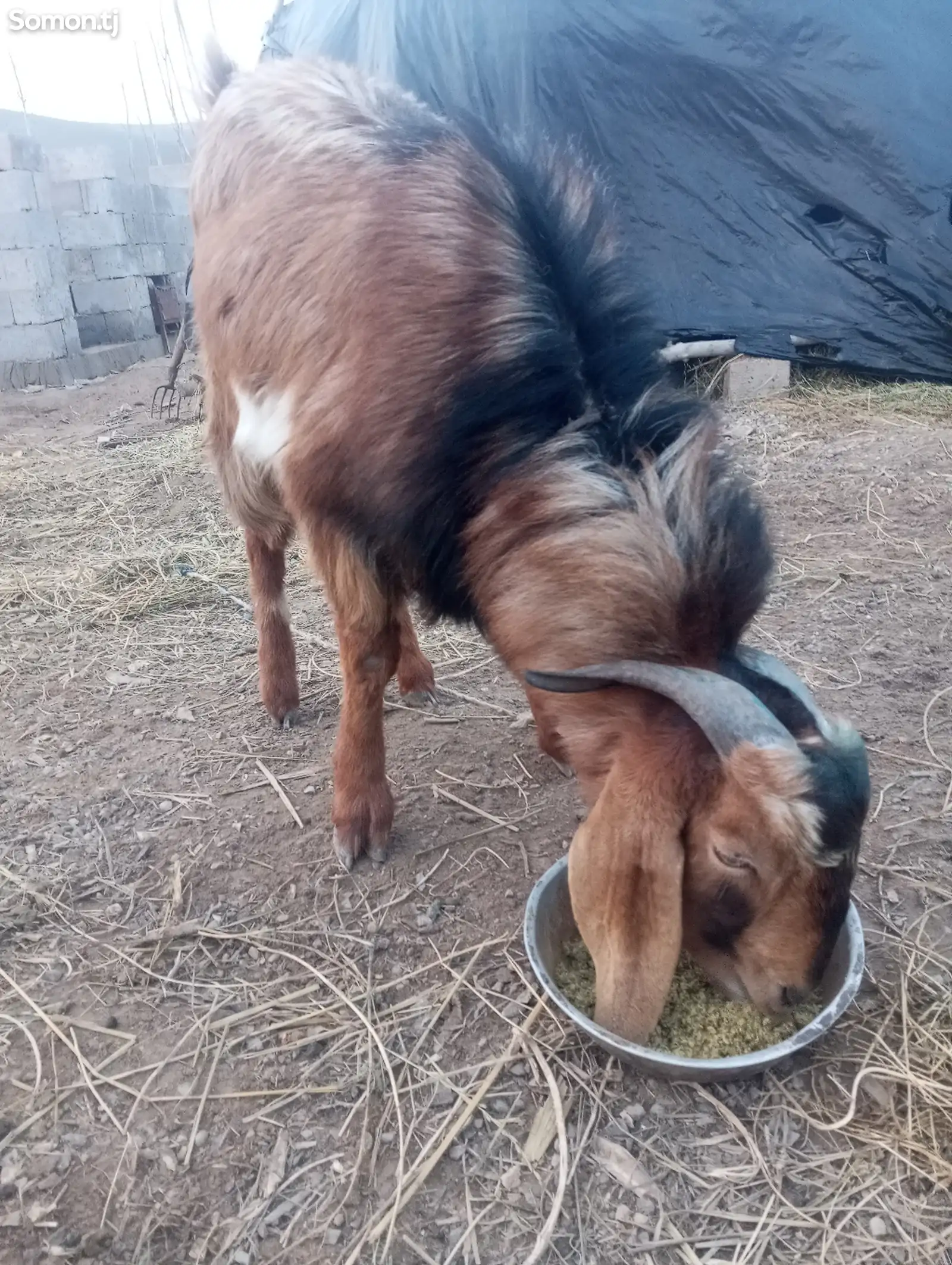 Козел на вязку-1