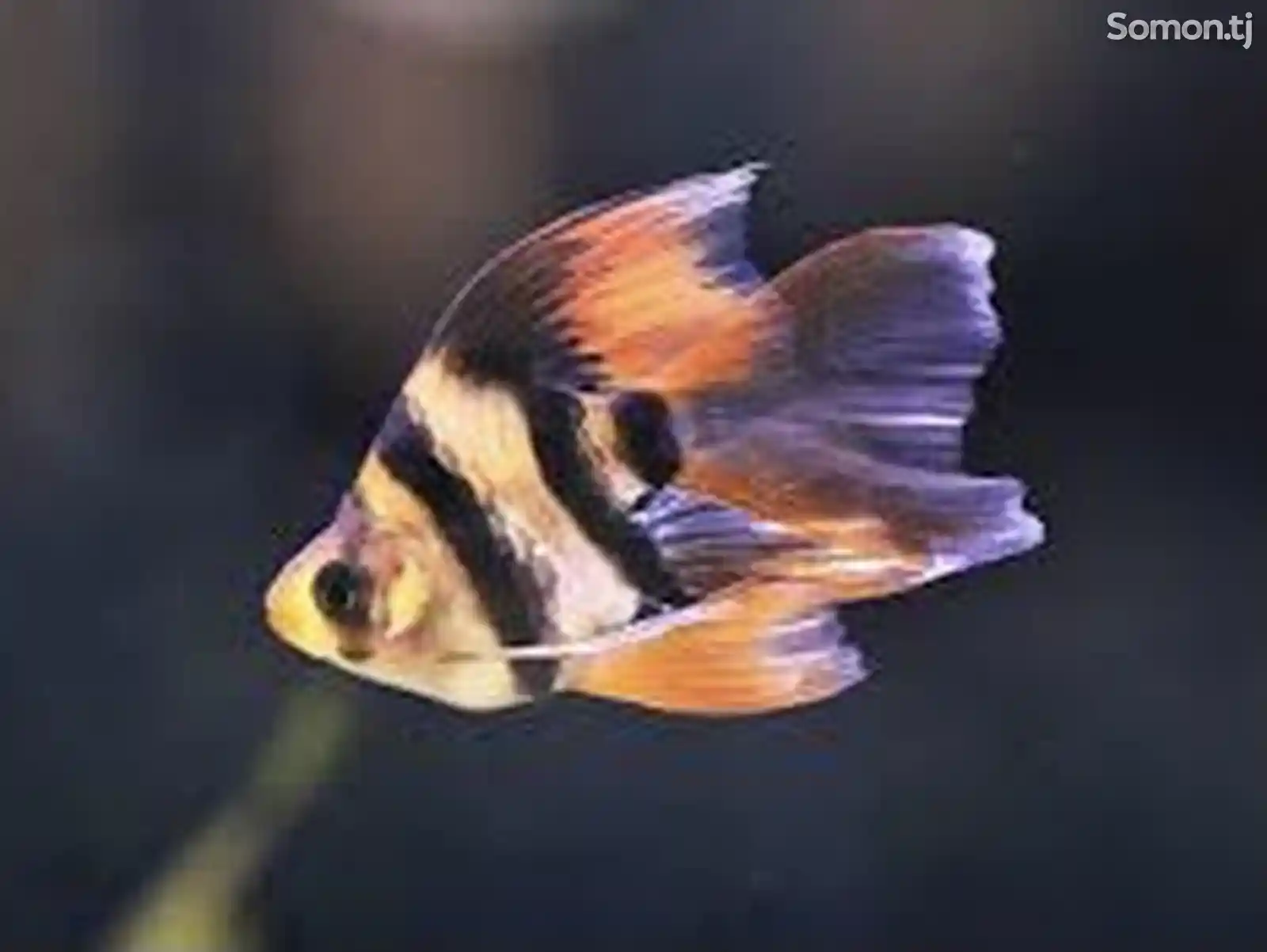 Барбус GloFish вуалевые-1