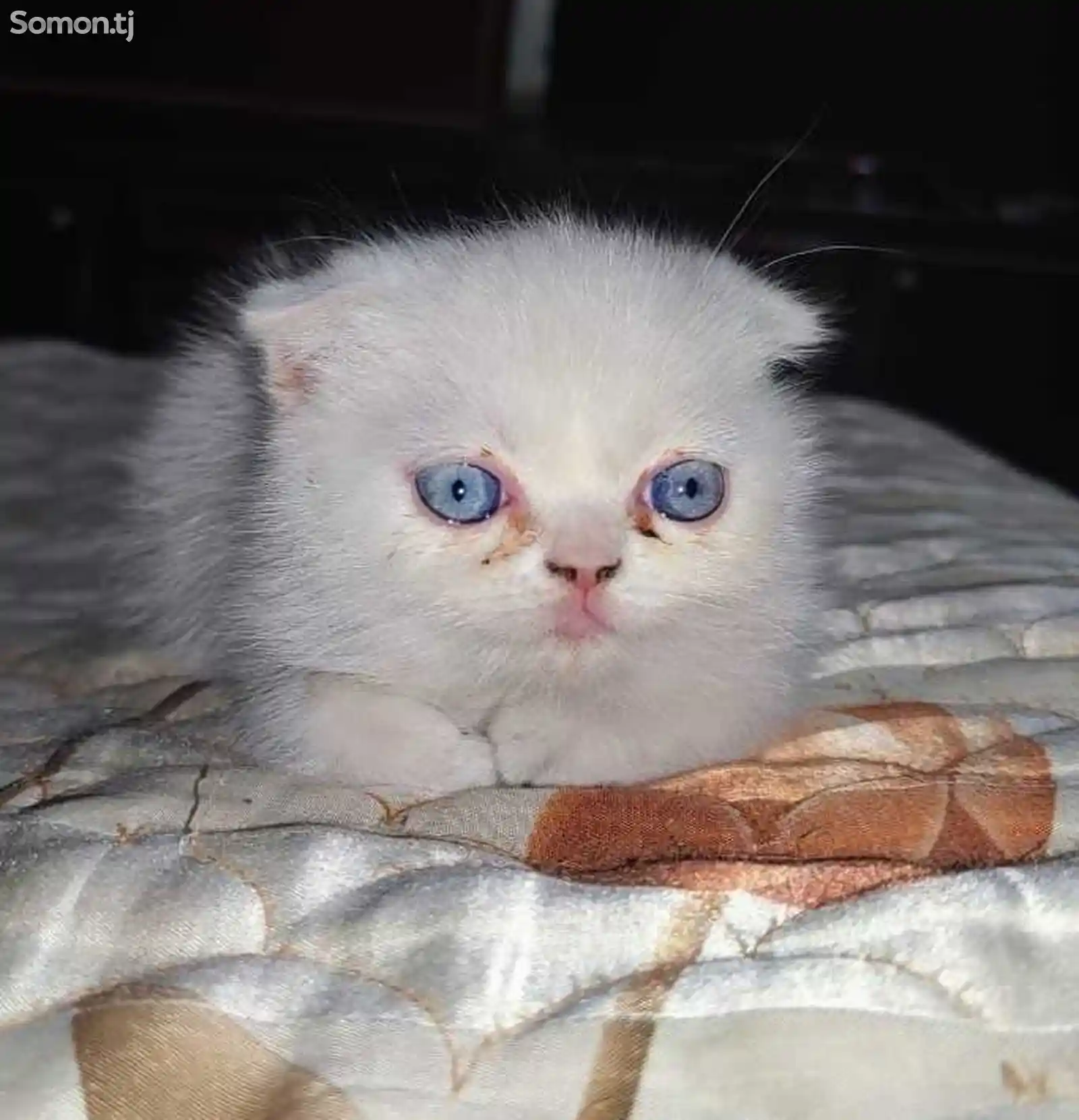 Персидский котенок-6