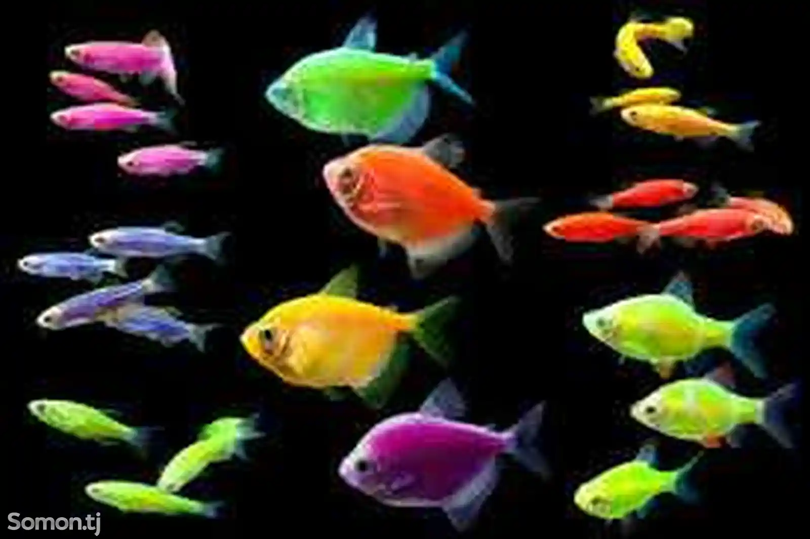 Аквариумные рыбки GloFish-2