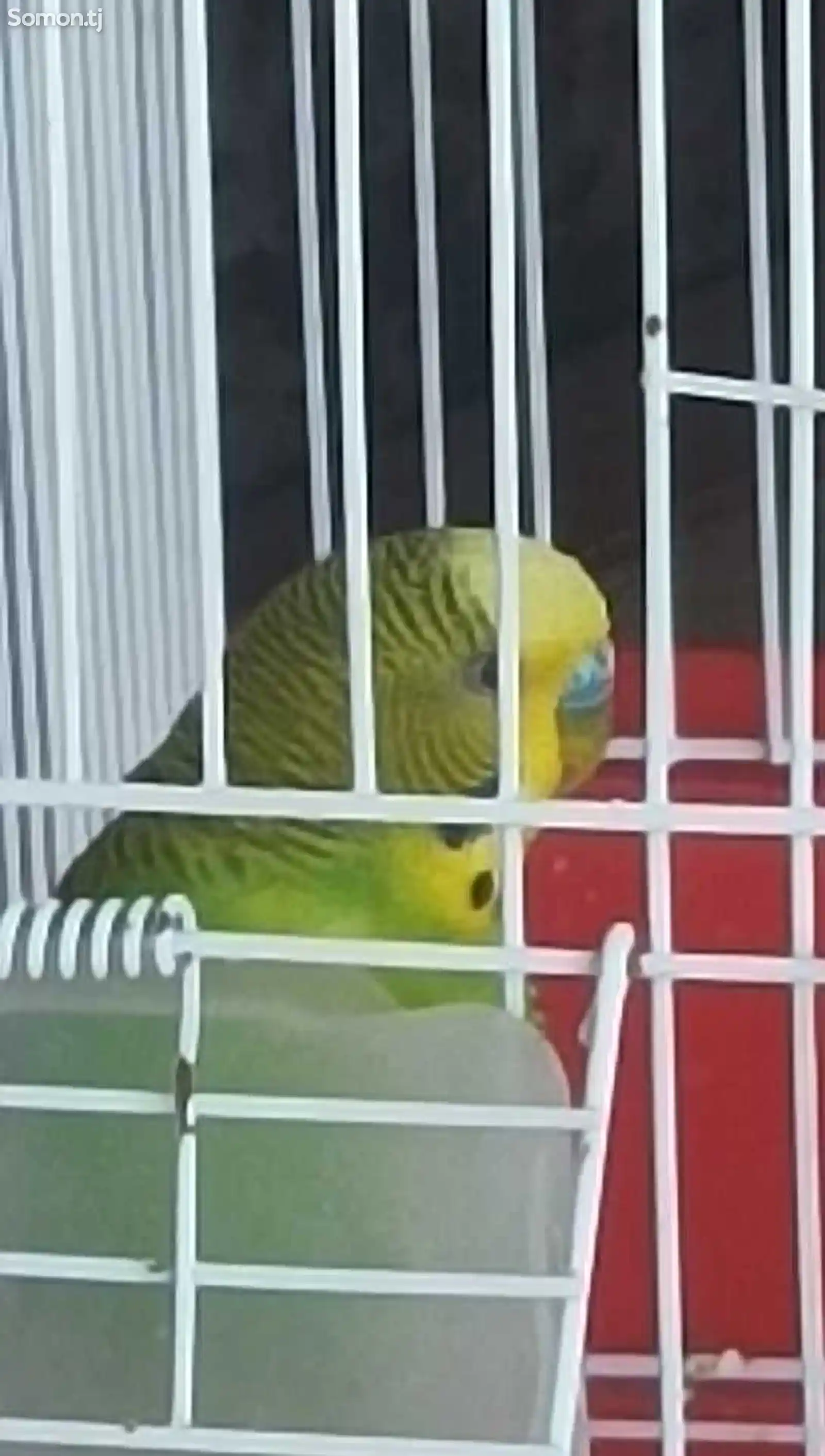 Волнистый попугай-1