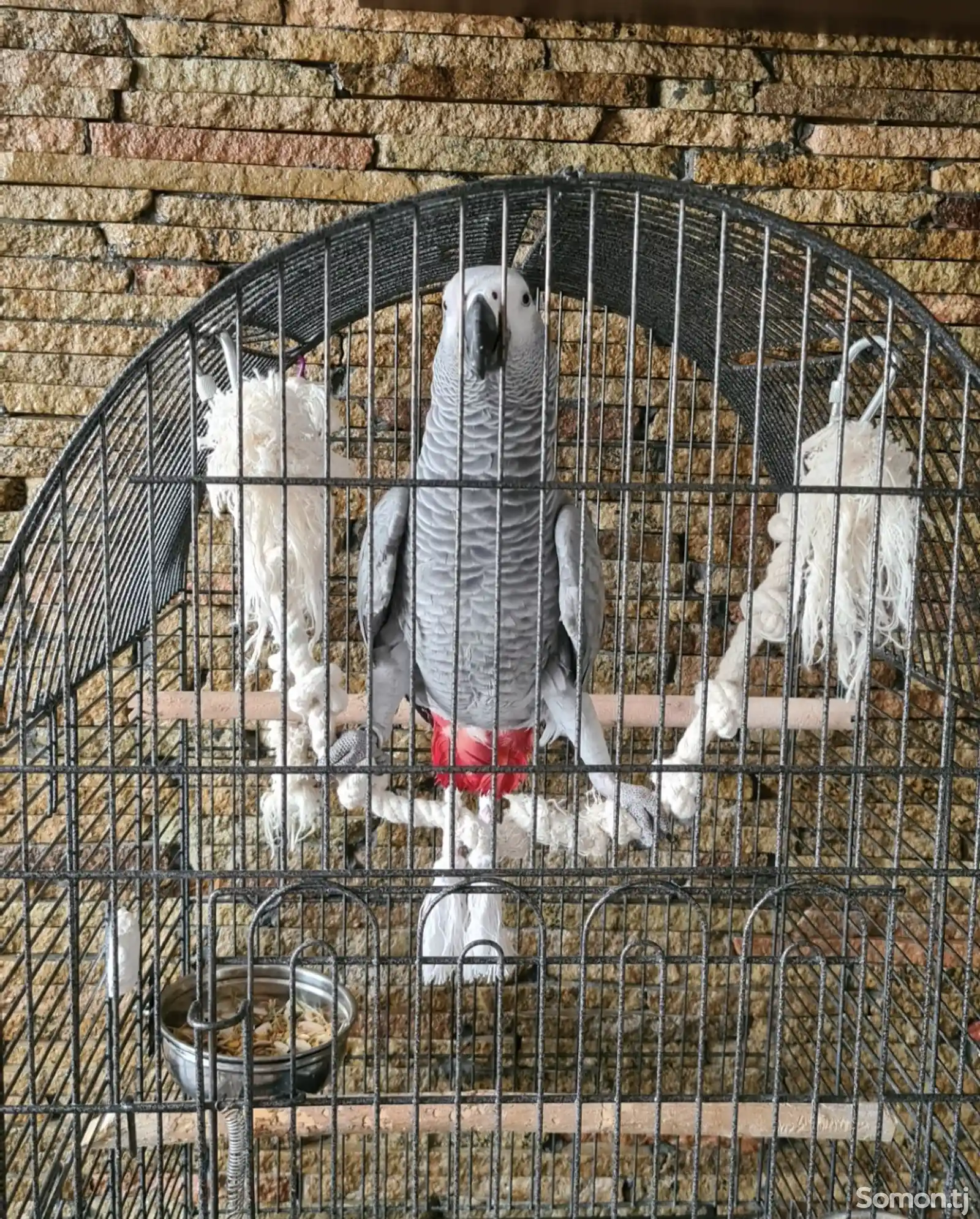Попугай Жако-2