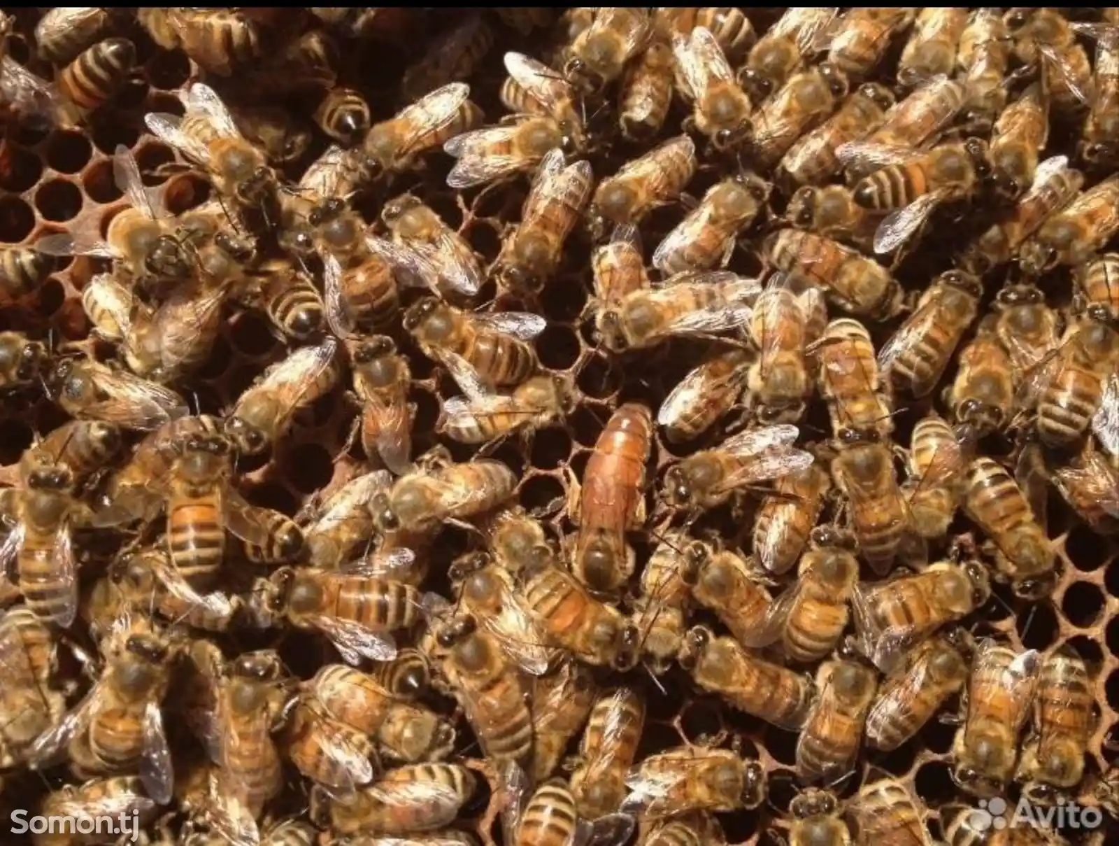 Отводка медовых пчел-4