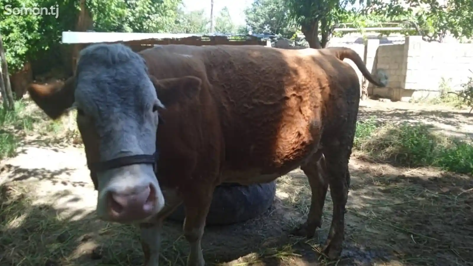 Корова сементал-1