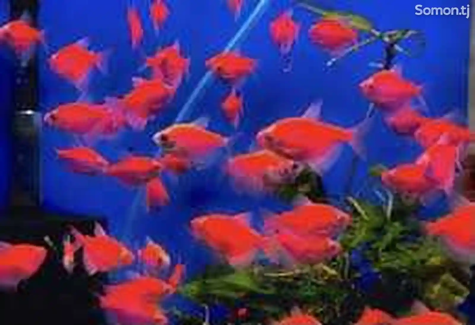 Тернеция GloFish Red-2