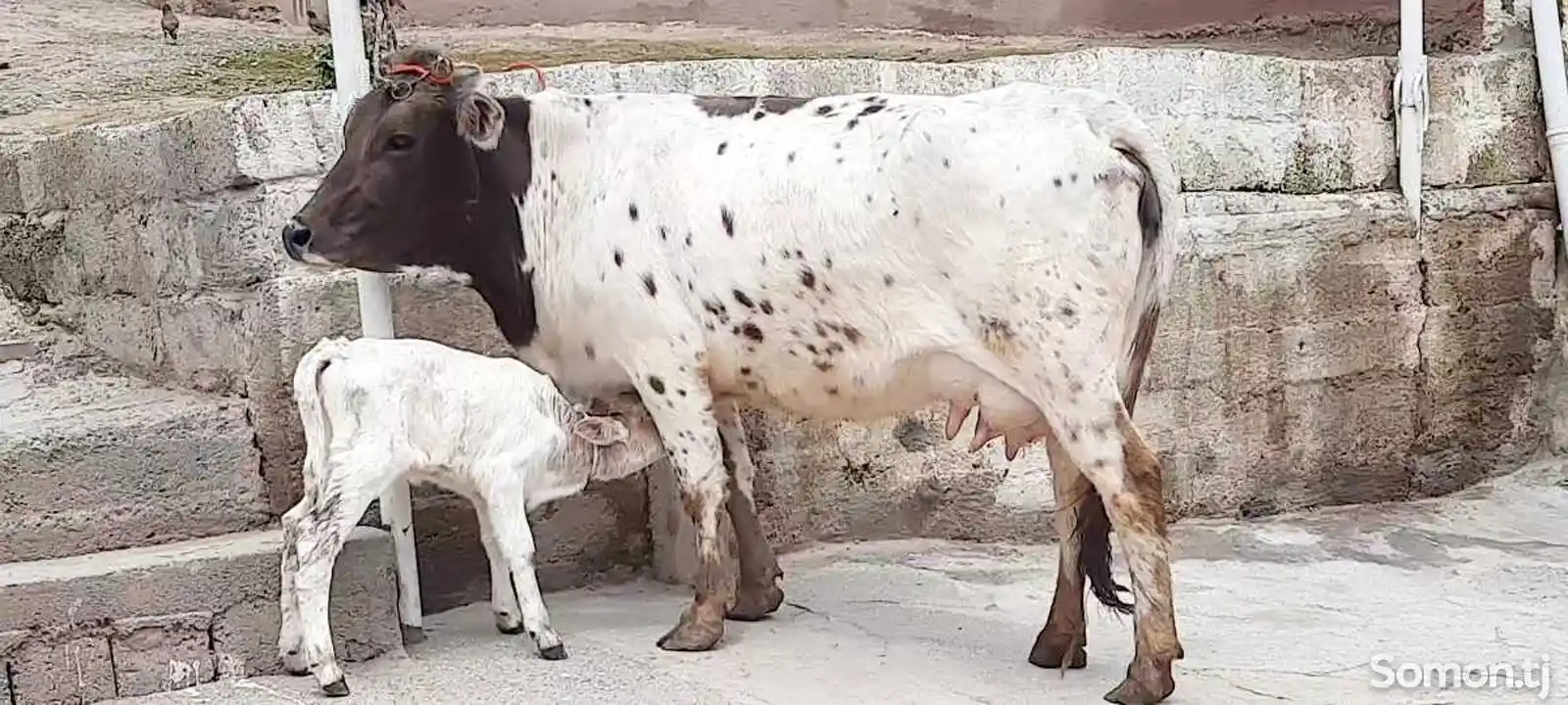 Корова-3