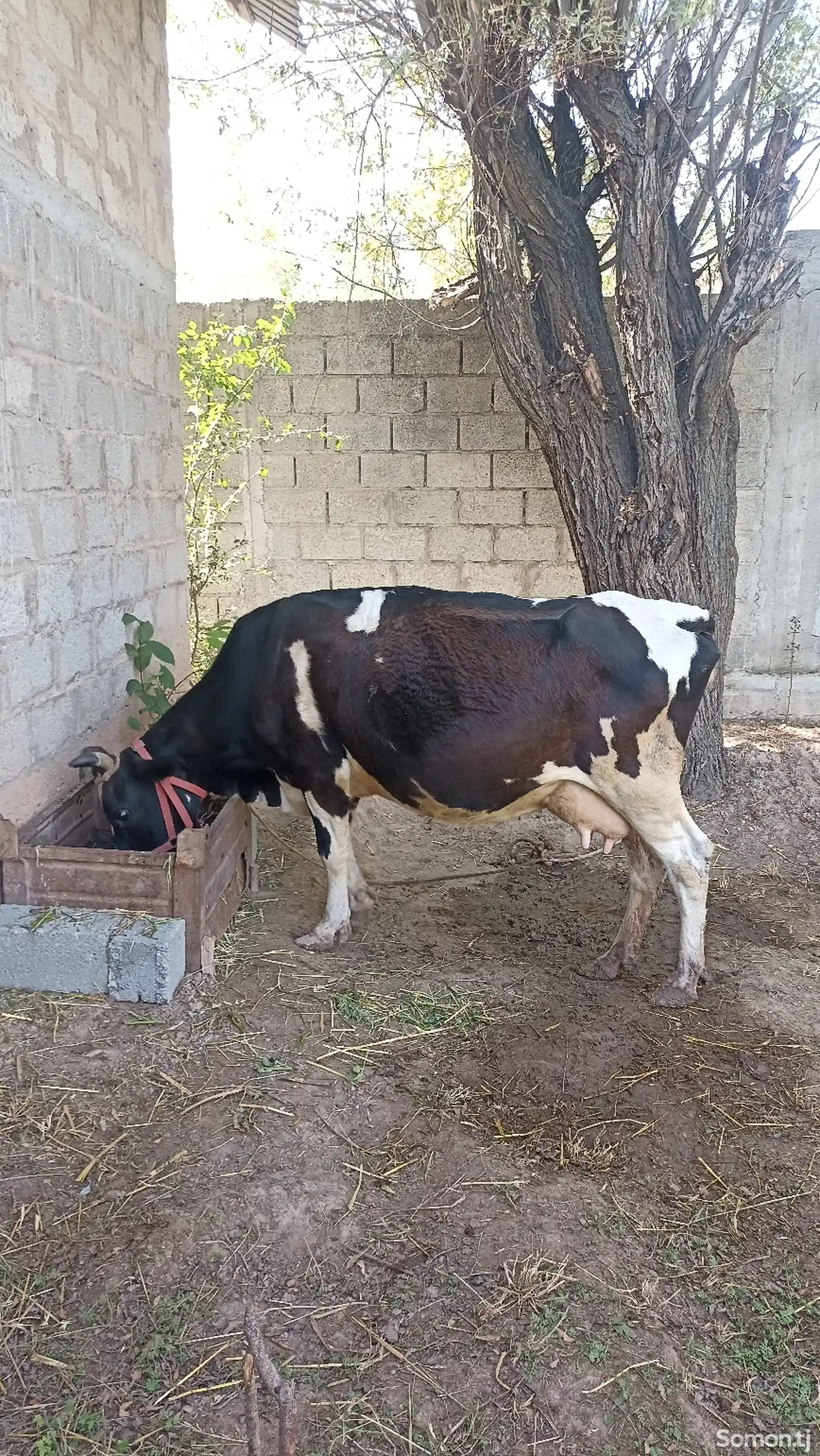 Корова черно-пестрая-10