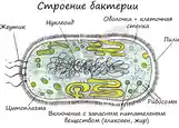 Услуги репетитора по биологии-8