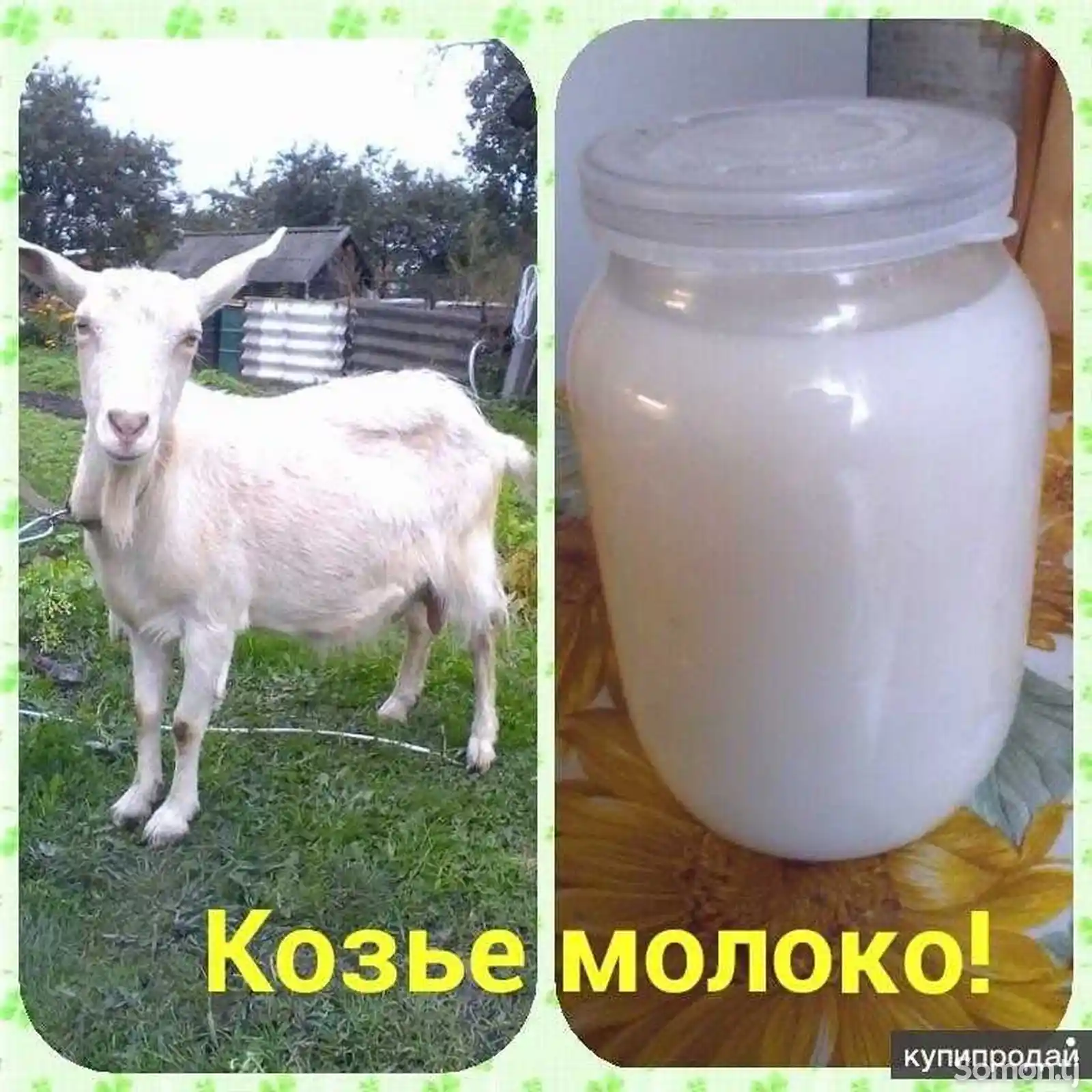 Козье молоко-1