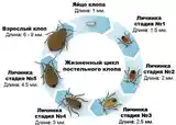 Услуги по дезинфекции квартир-4