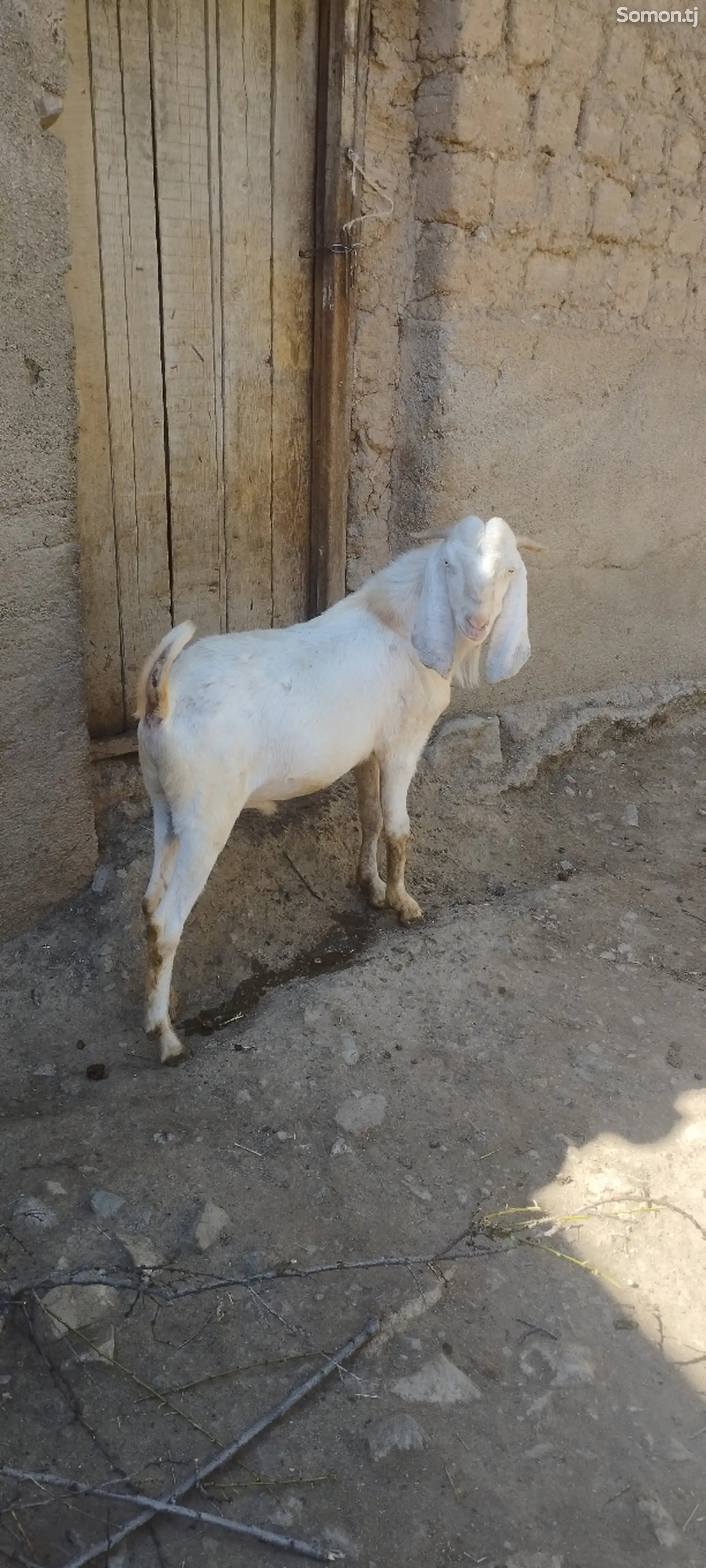 Такаи покистони бари насл гири-2