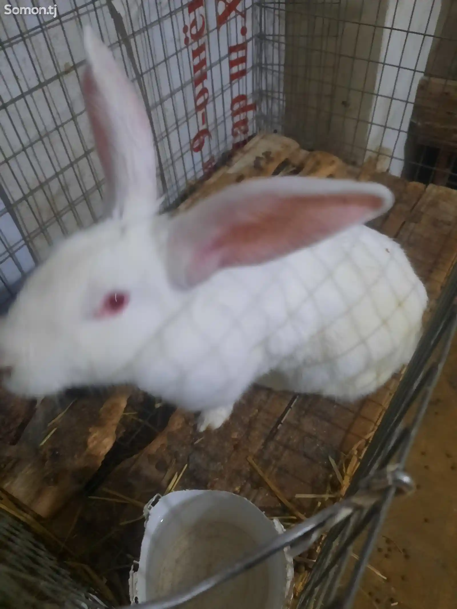 Кролики порода хиколь-5