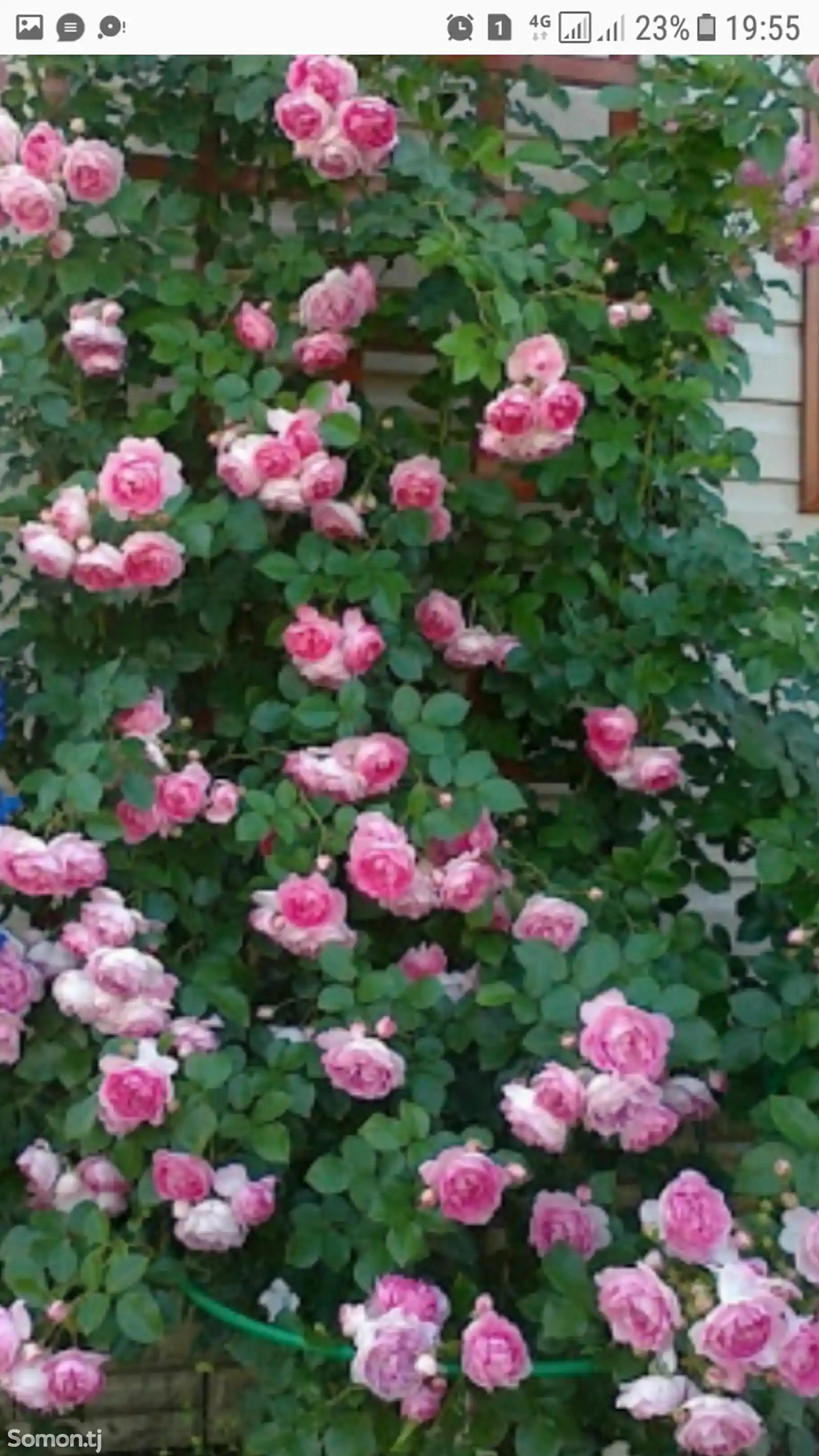 Роза жасмина плетистая-3