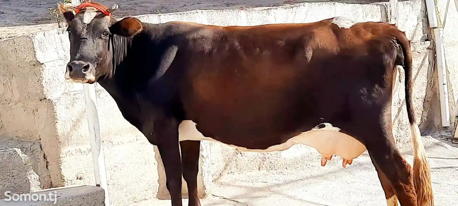 Корова-1