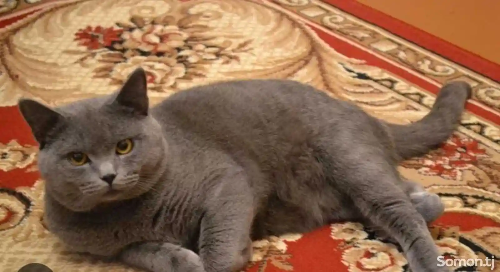 Прямоухий серый кот на вязку-2