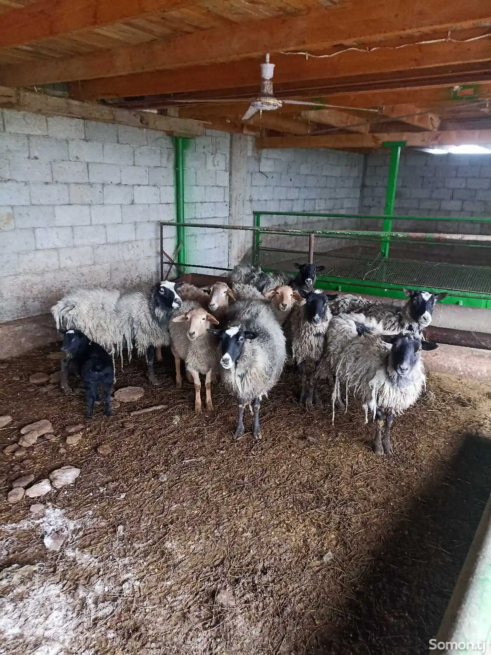 Романовский порода овец-3