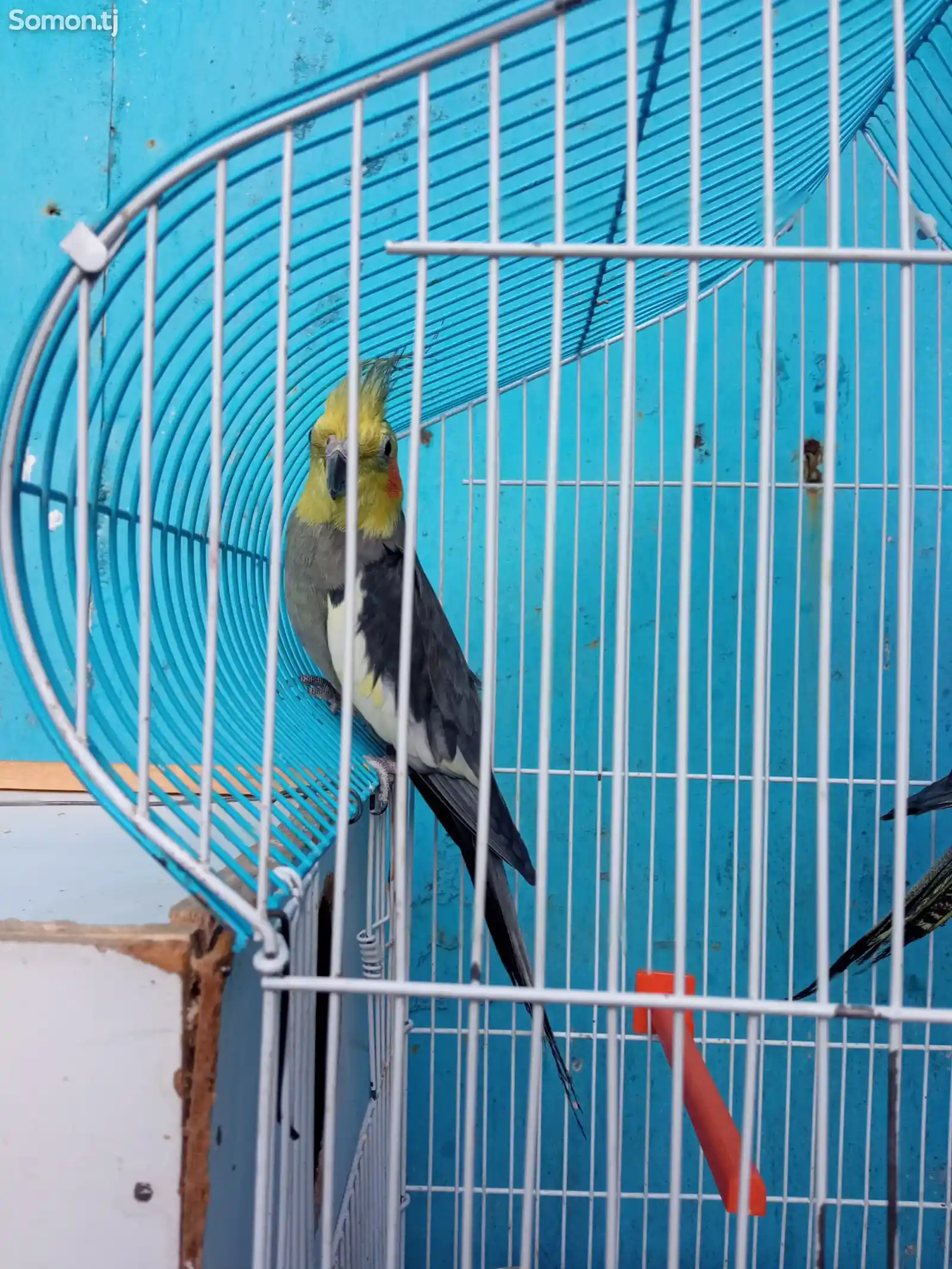 Попугай карелла-3