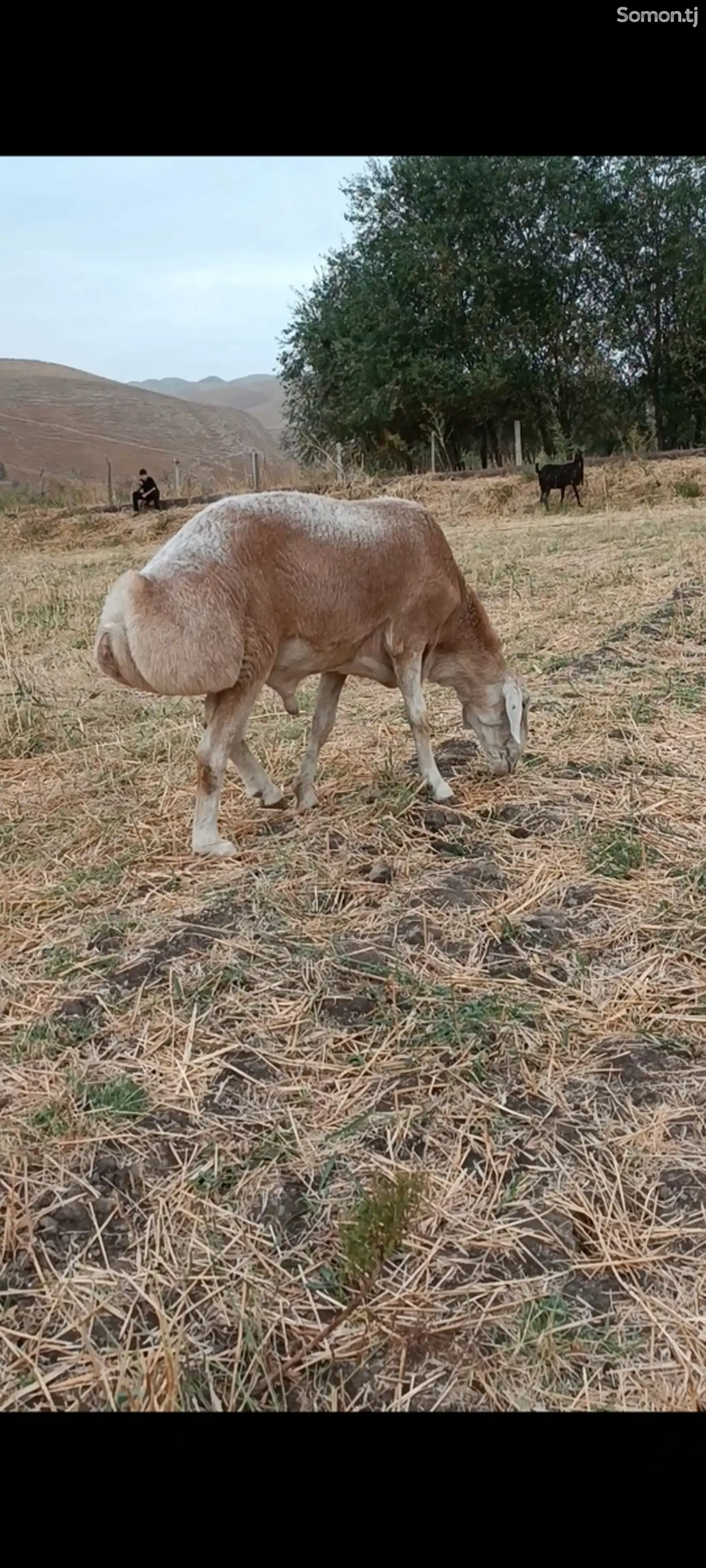 Кучкори Авгони