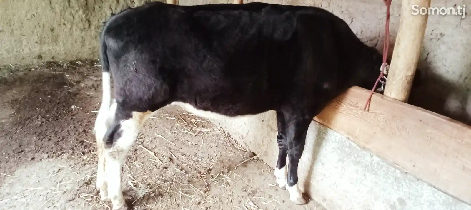 Корова с телятами-5