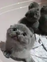 Породистые Шотландские вислоухие котята Блю-пойнт Scottish Fold Blue Point-3