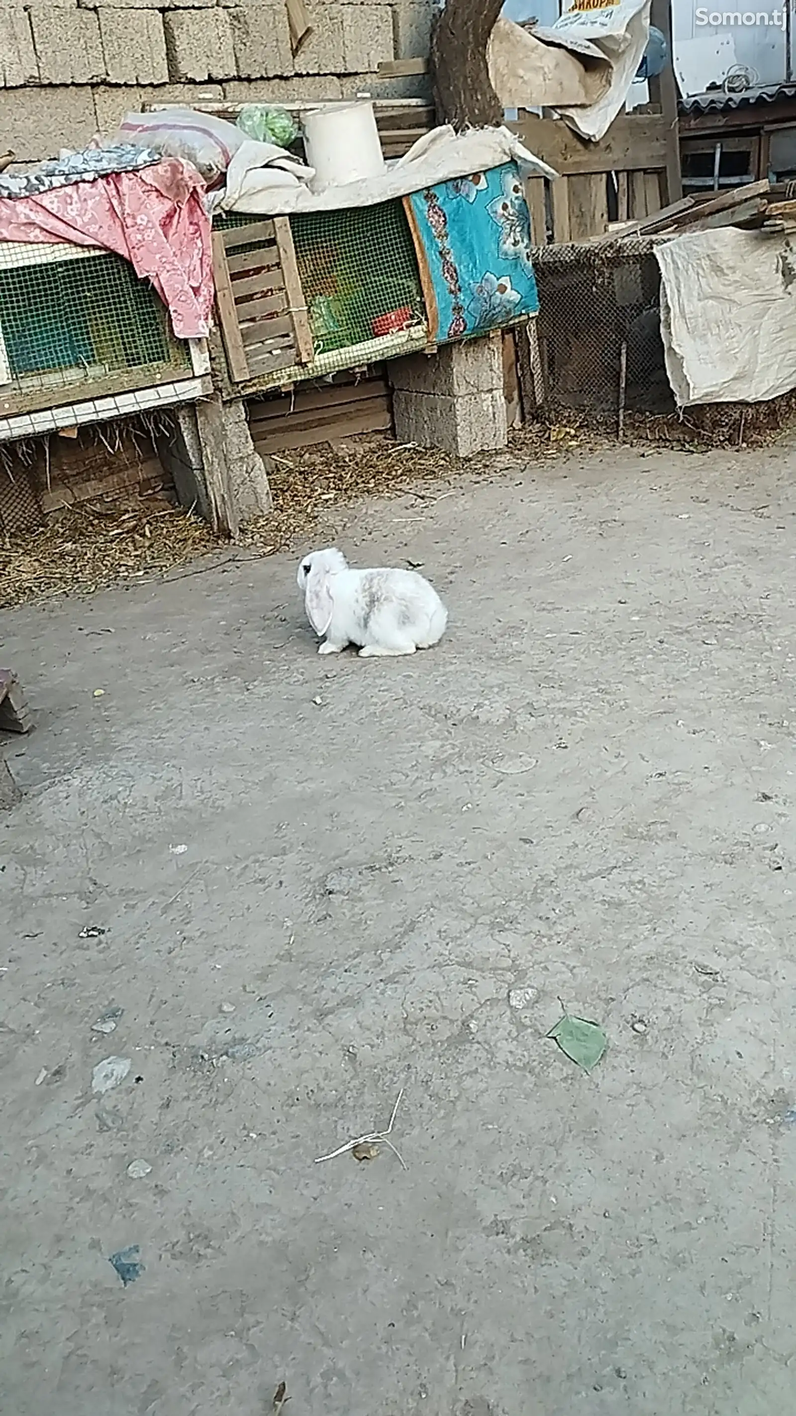 Кролик породы французский баран-14