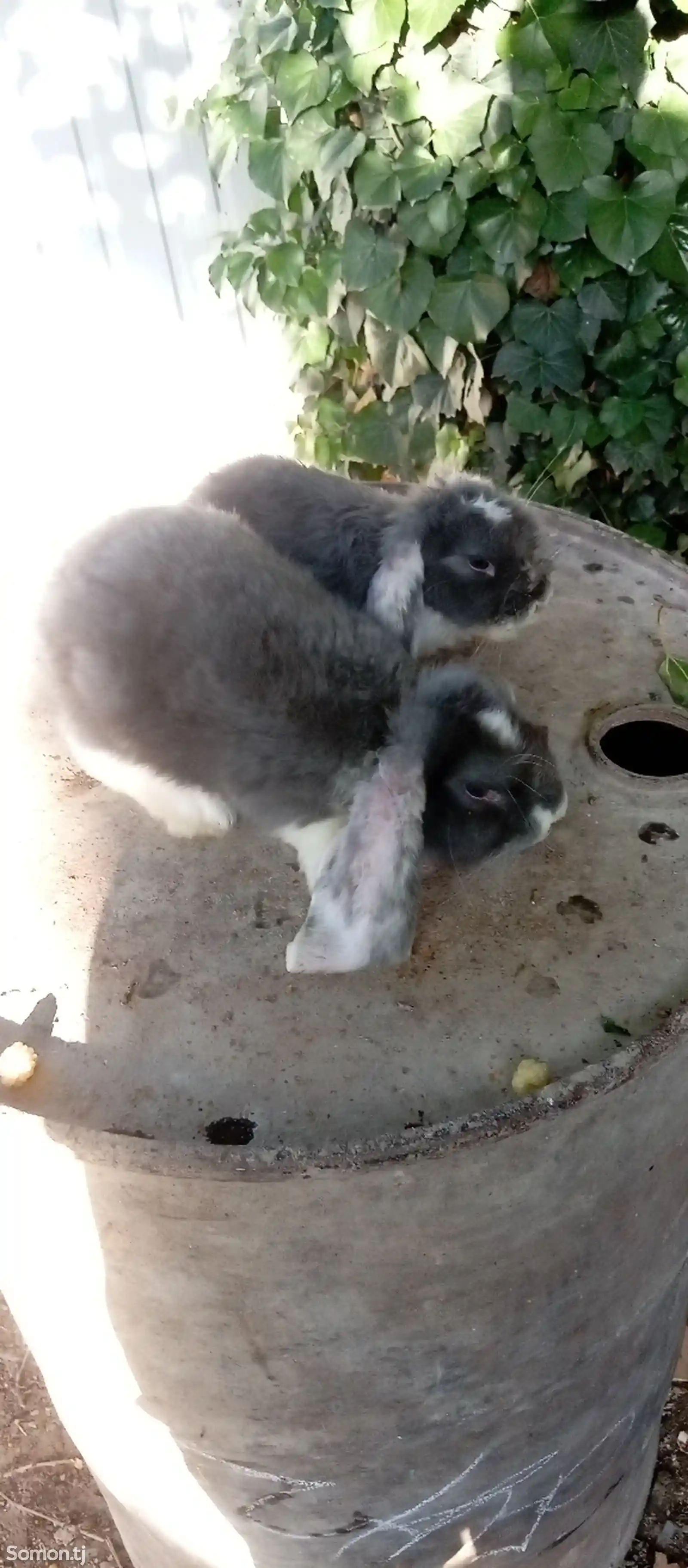Кролики-1
