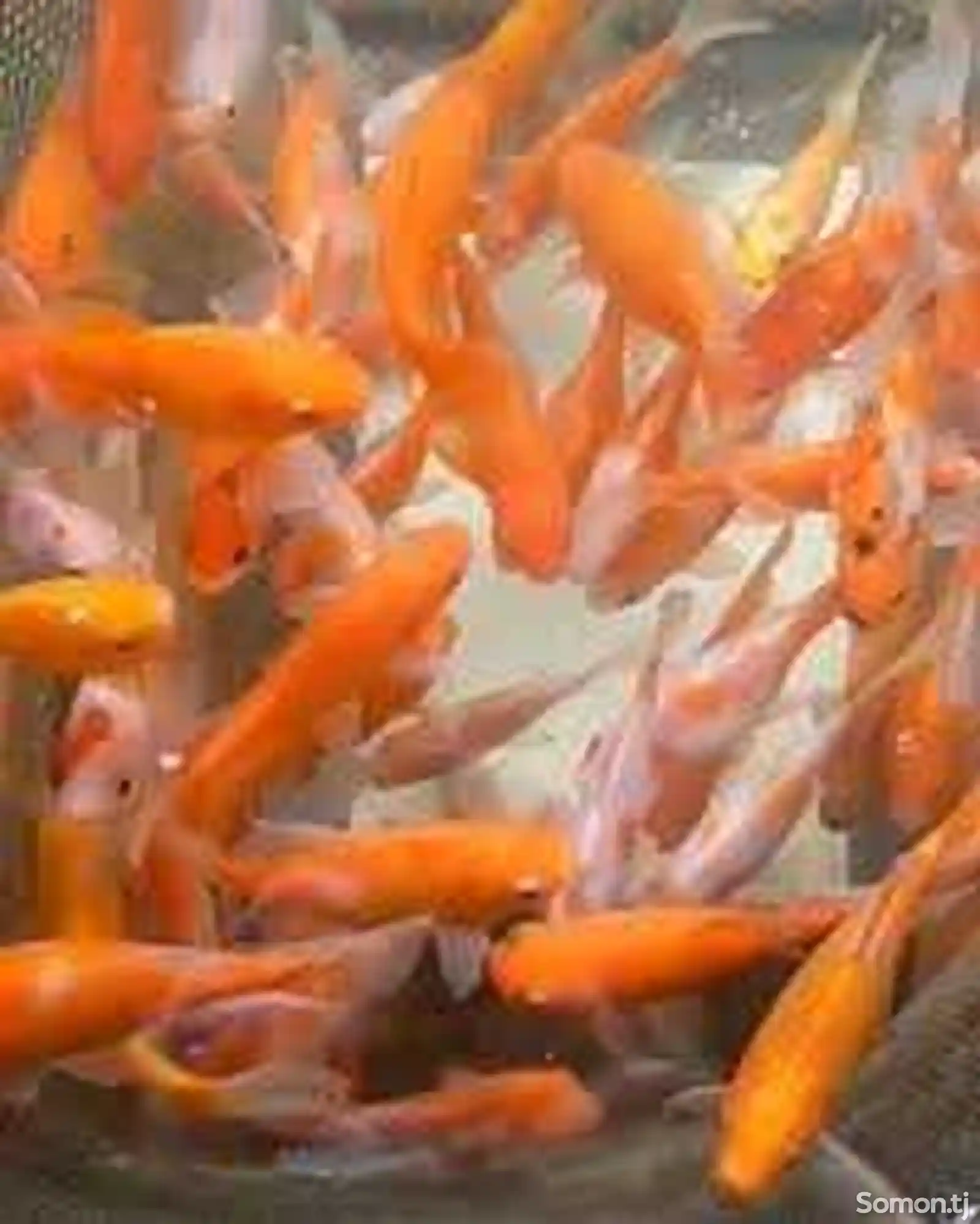 Оранжевые рыбки Koi