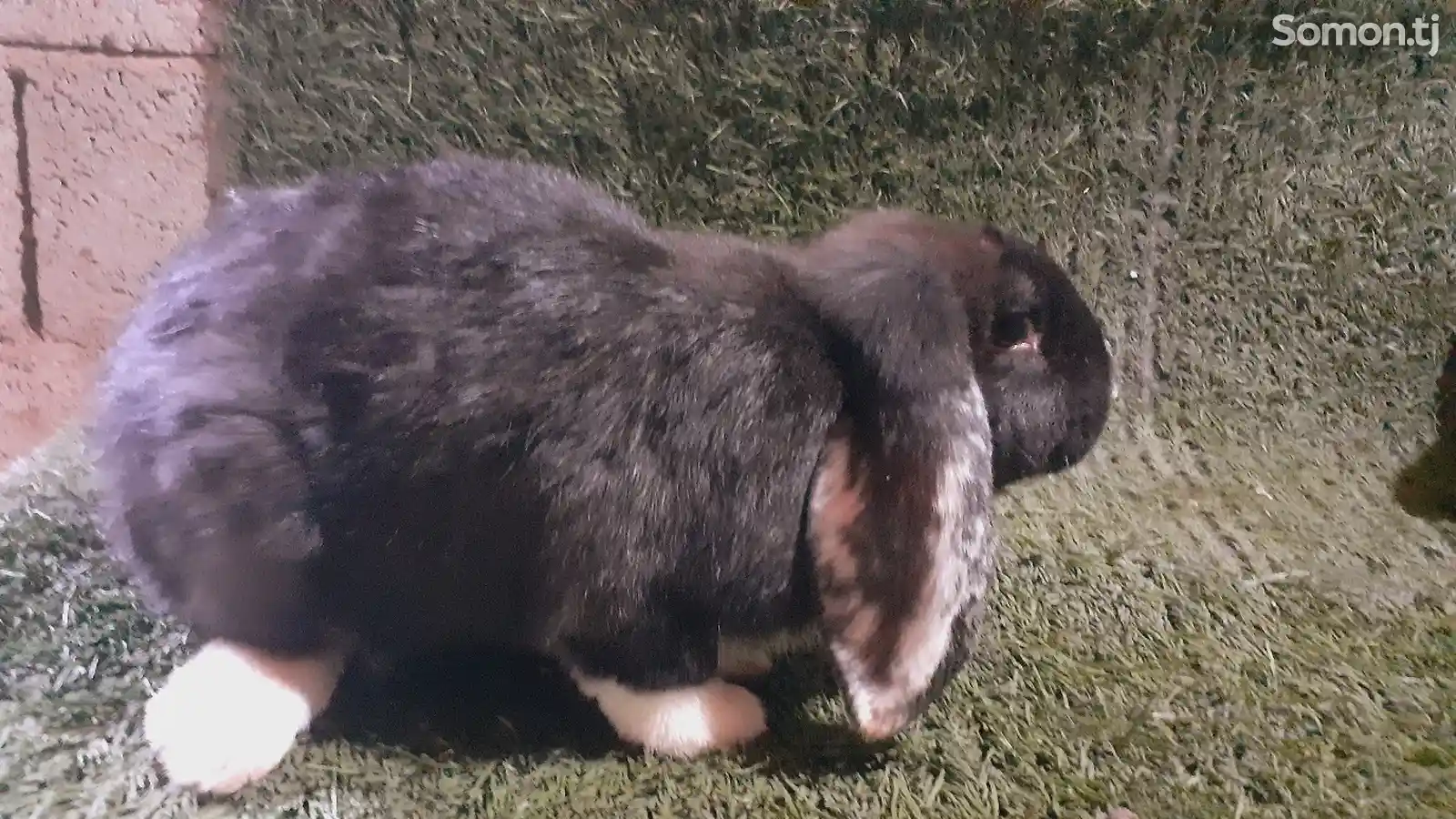 Кролик баран-4