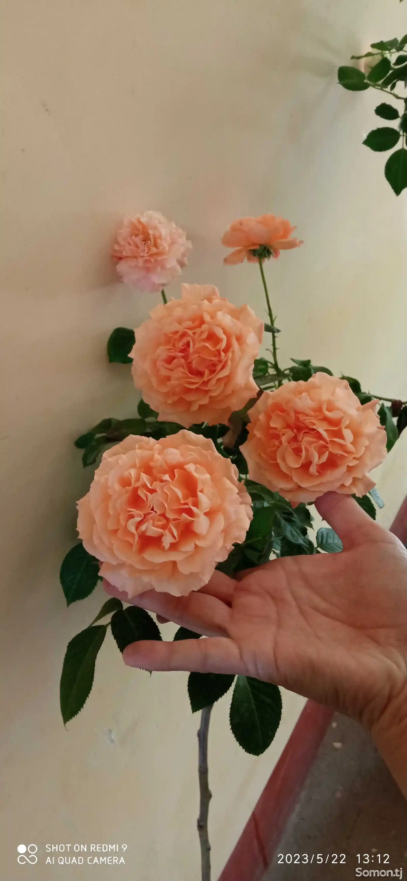 Штамбовая роза-2