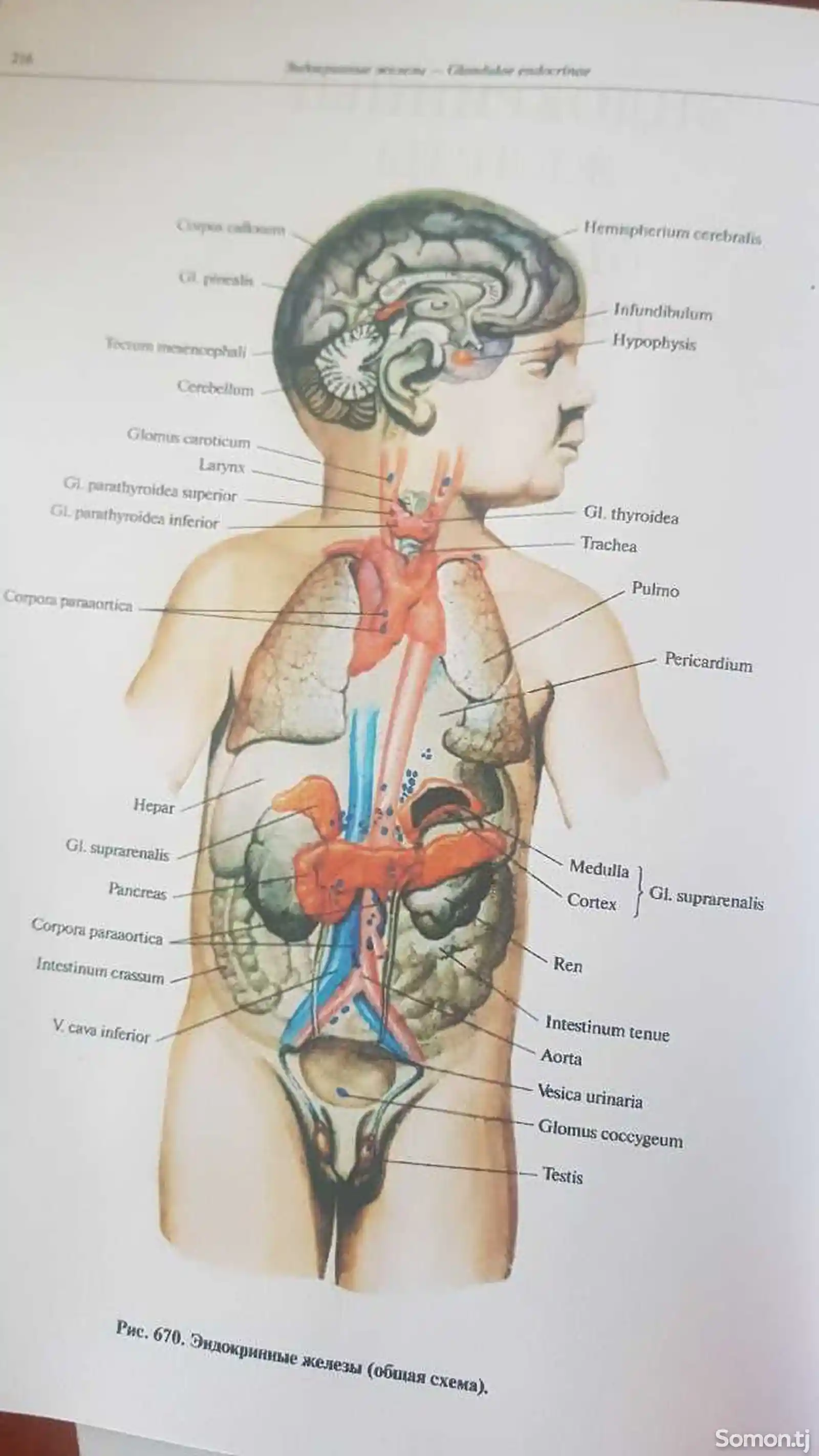 Учебник- Атлас анатомии человека Синельников-4