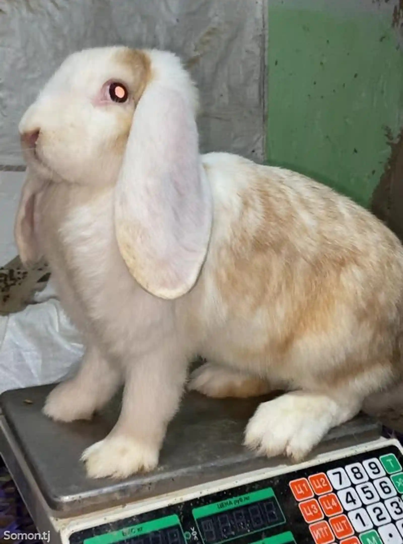 Кролик породы Французский баран-6