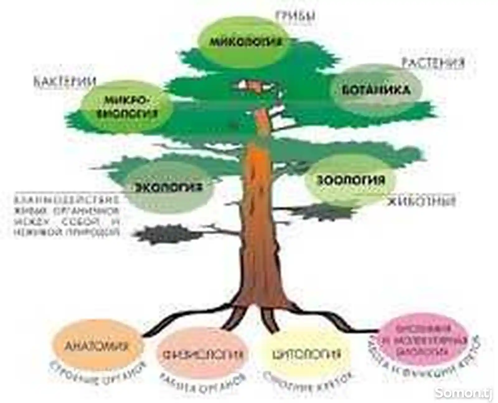 Репетитор по биологии-4