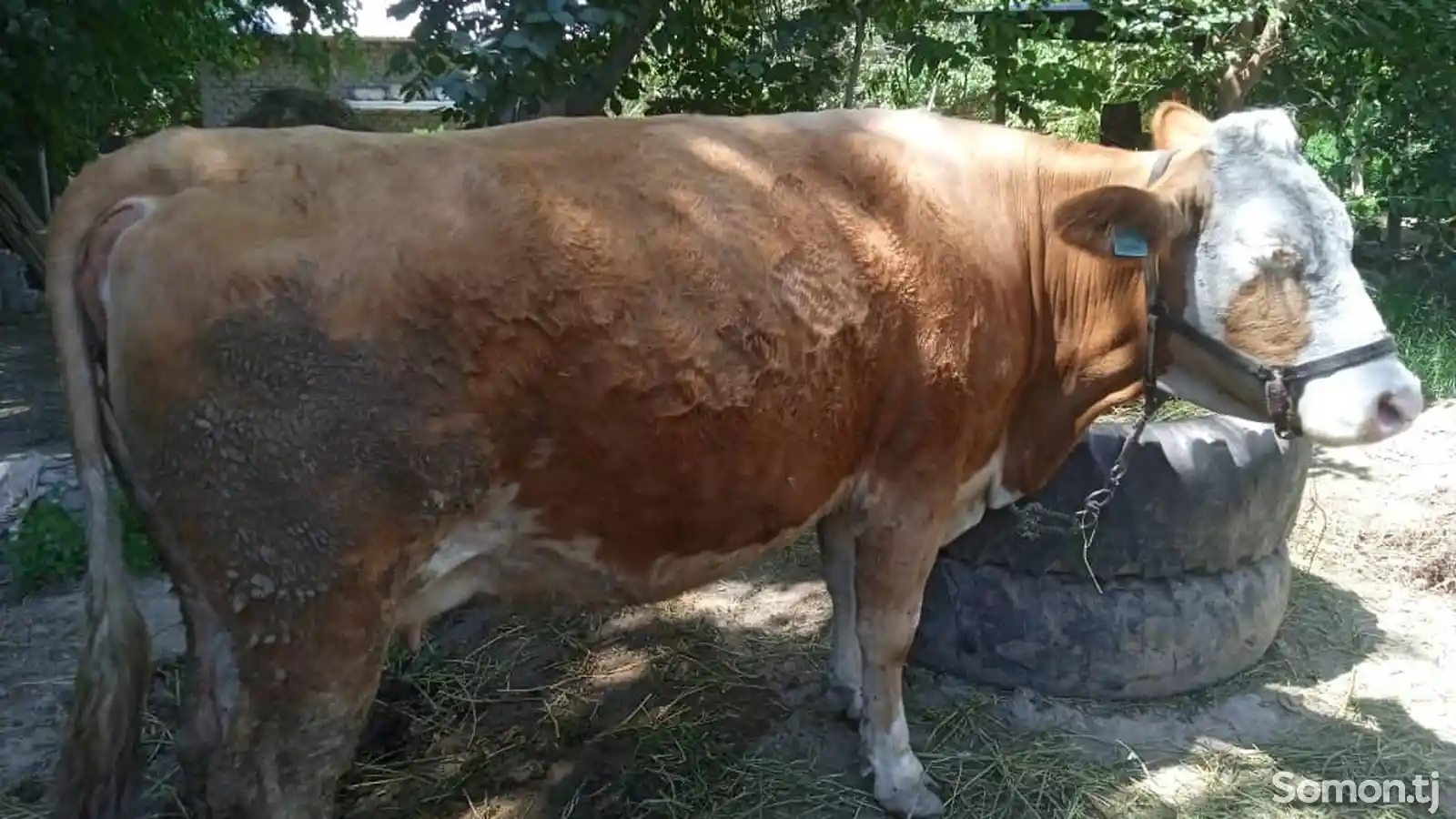 Корова сементал-3