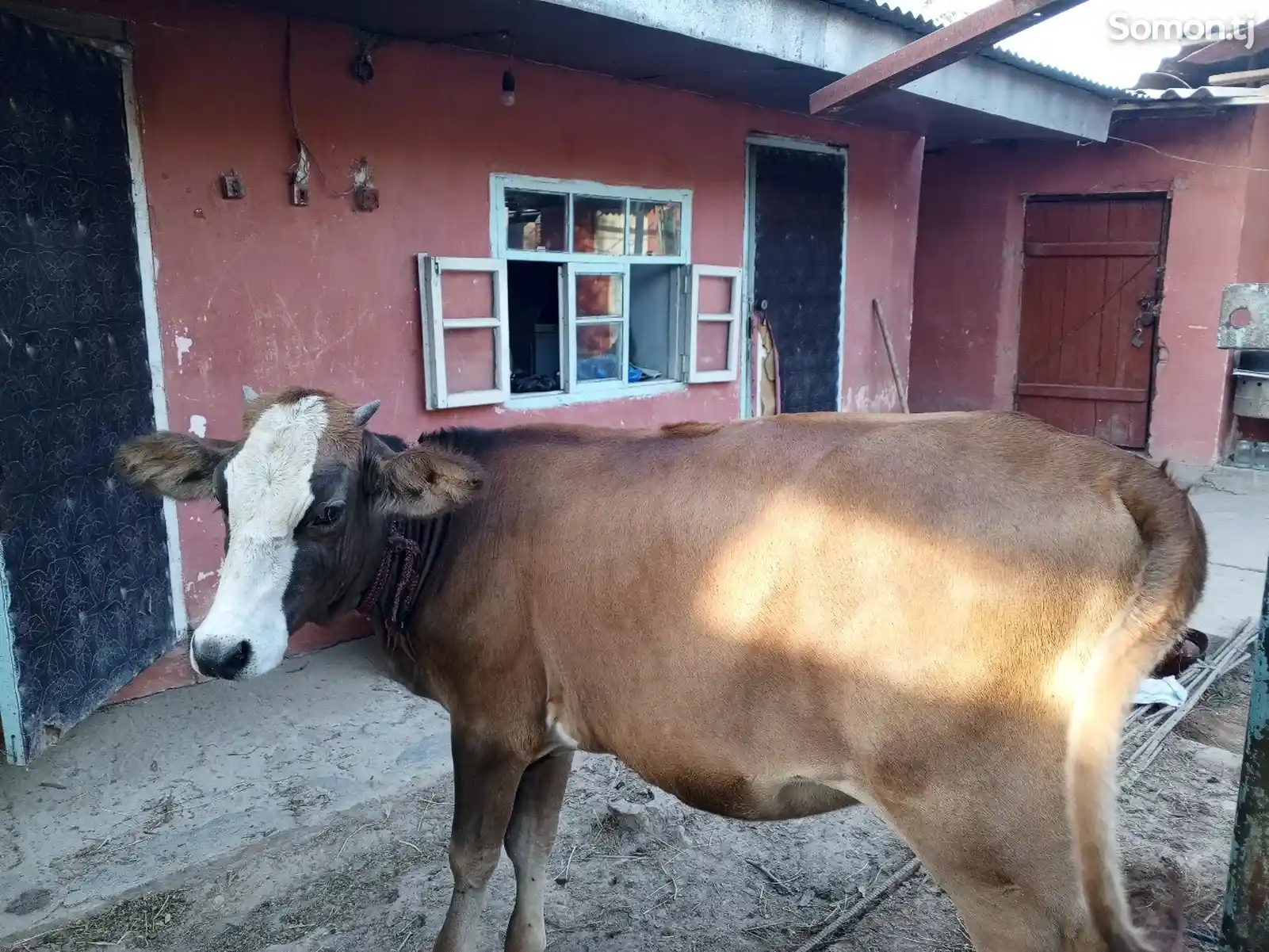 Корова-8